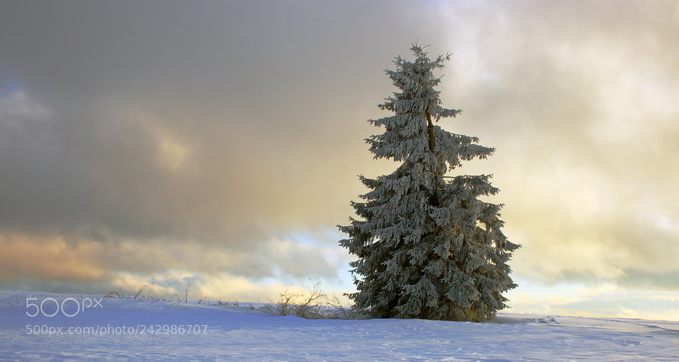Canon EF-S 18-55mm F3.5-5.6 II sample photo. Fichte photography