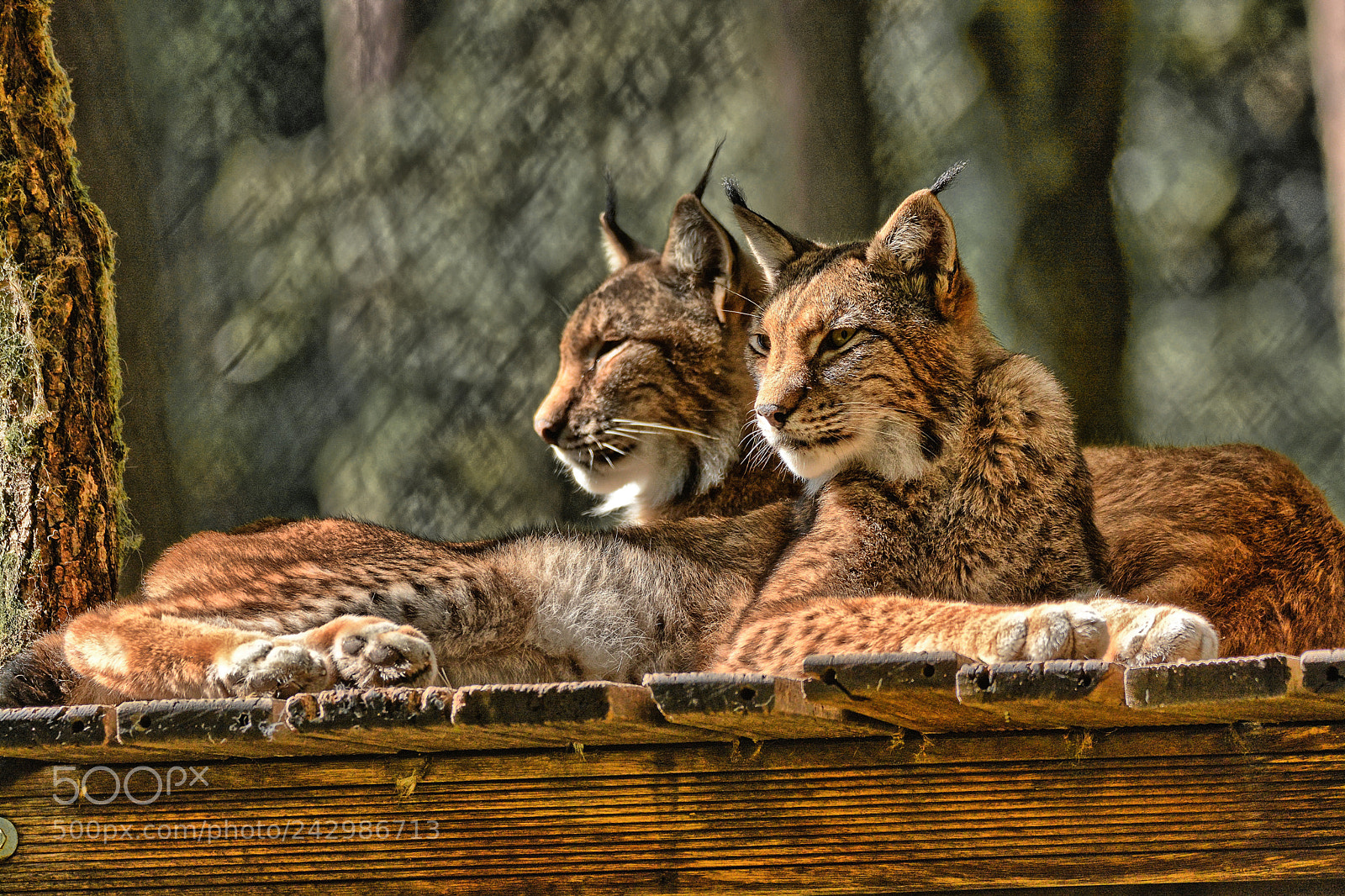 Nikon D7100 sample photo. Lynx -2- photography