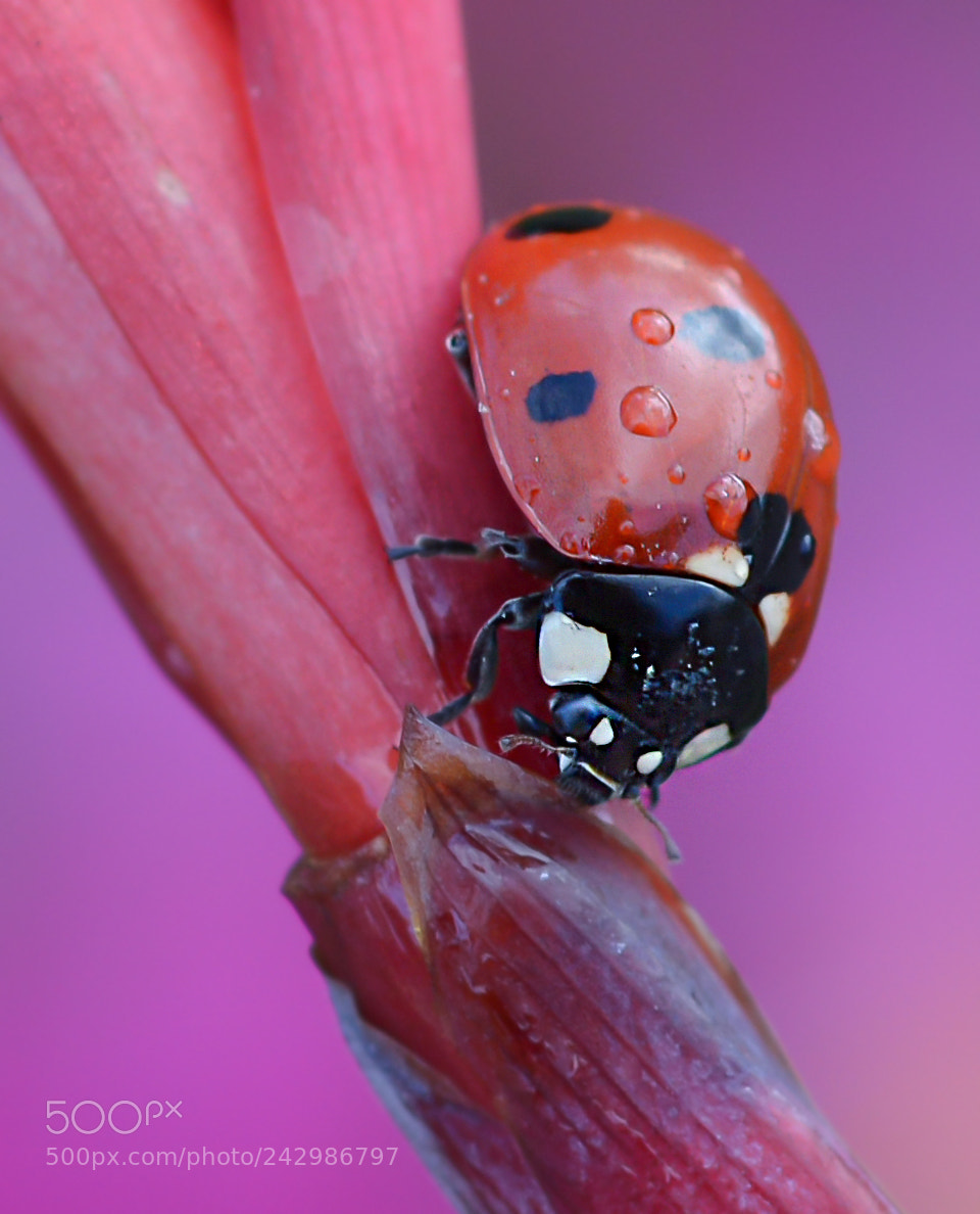 Nikon D7100 sample photo. Ladybug photography