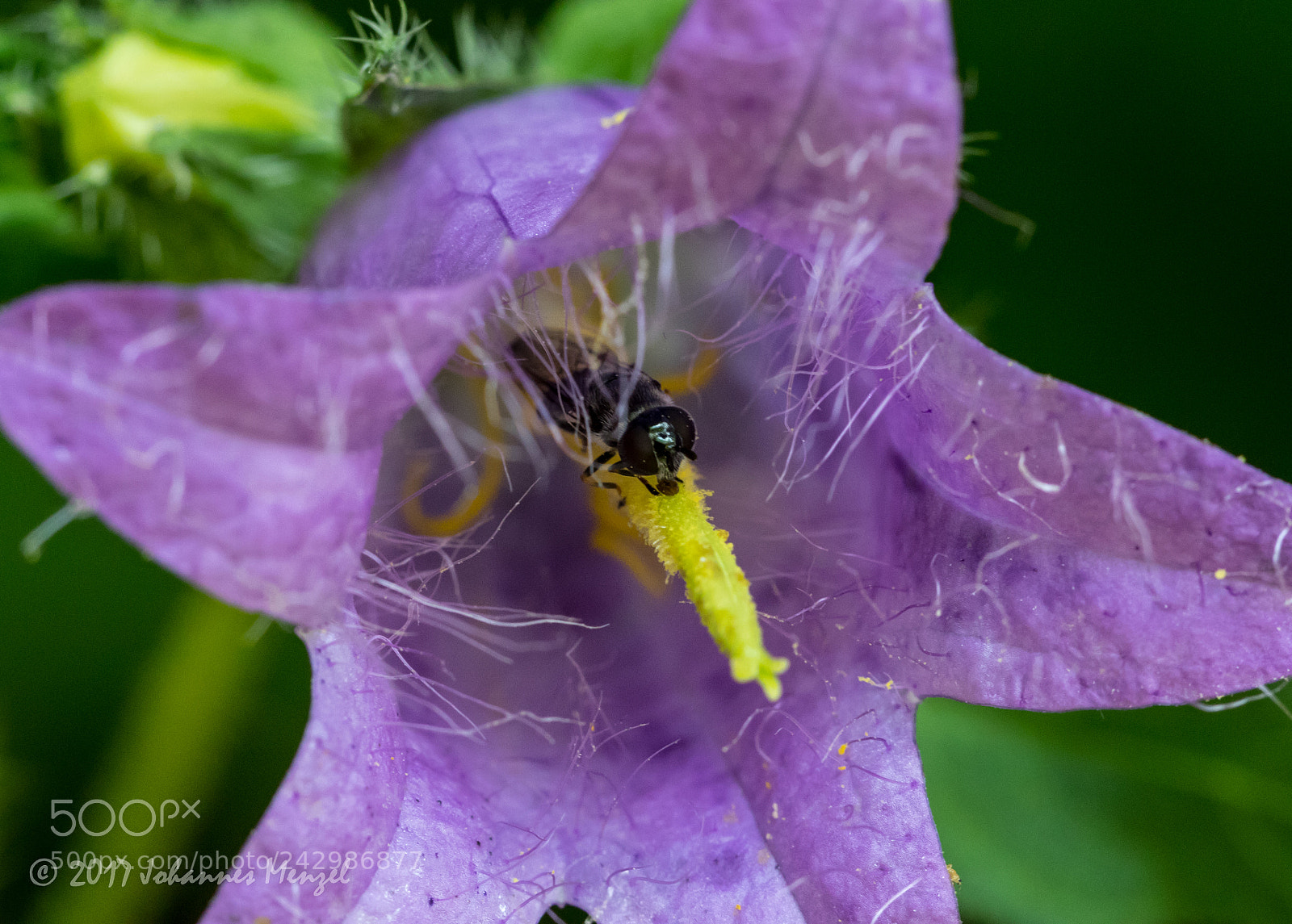 Canon EOS 7D Mark II sample photo. Hiding photography