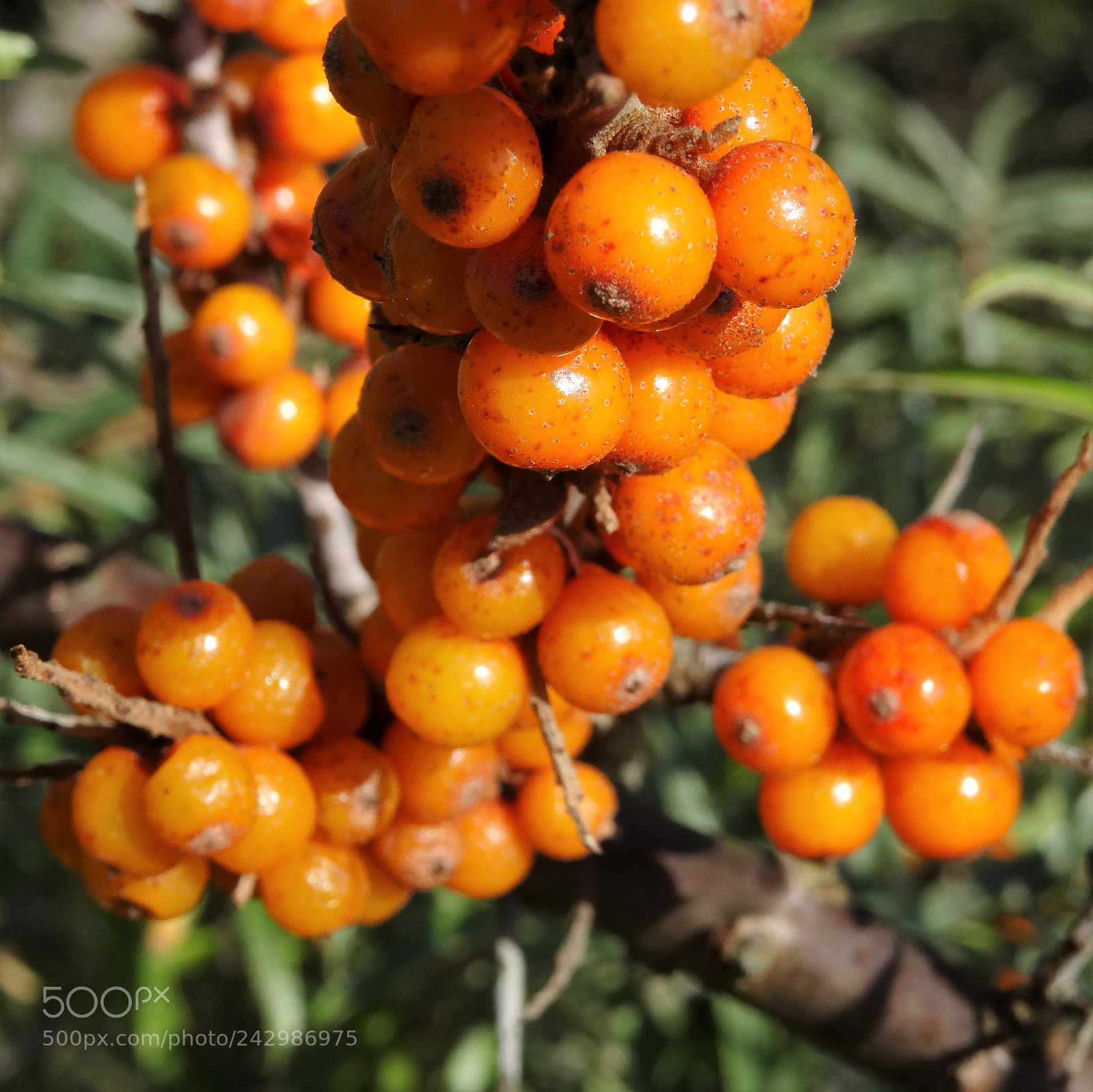 Sony DSC-HX50 sample photo. Berries photography