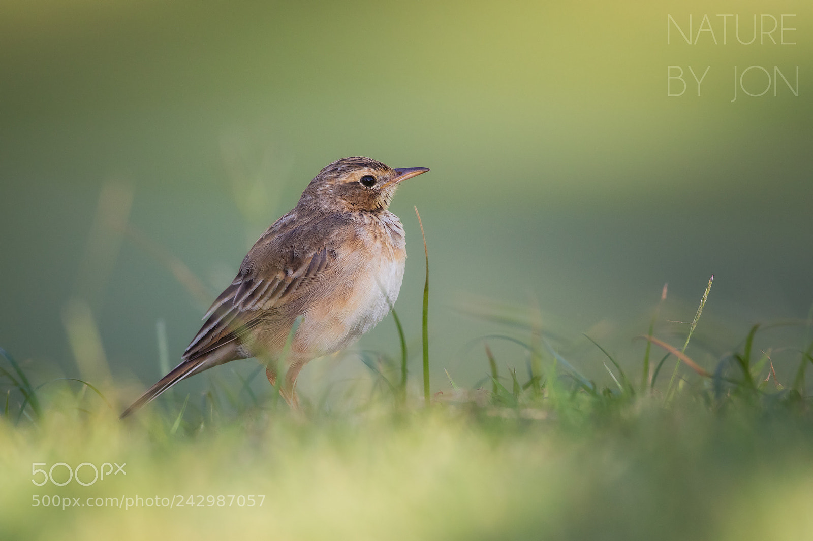 Canon EOS 7D Mark II sample photo. Paddyfield pipit photography