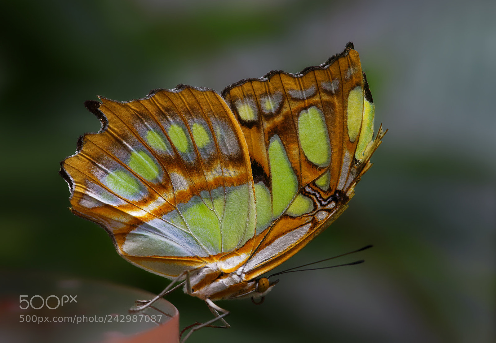 Sony a7 II sample photo. Siproeta stelenes photography