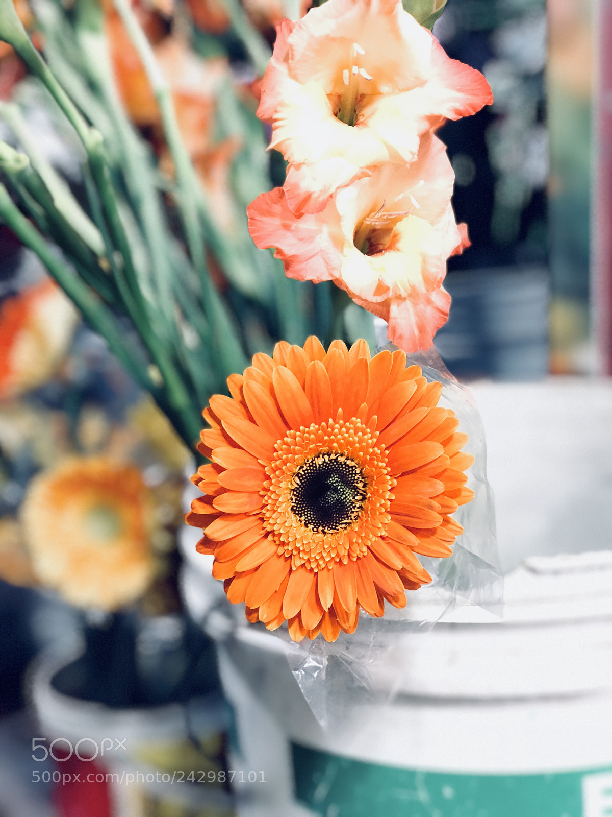 Apple iPhone 8 Plus sample photo. Life season winter2k18 episode photography