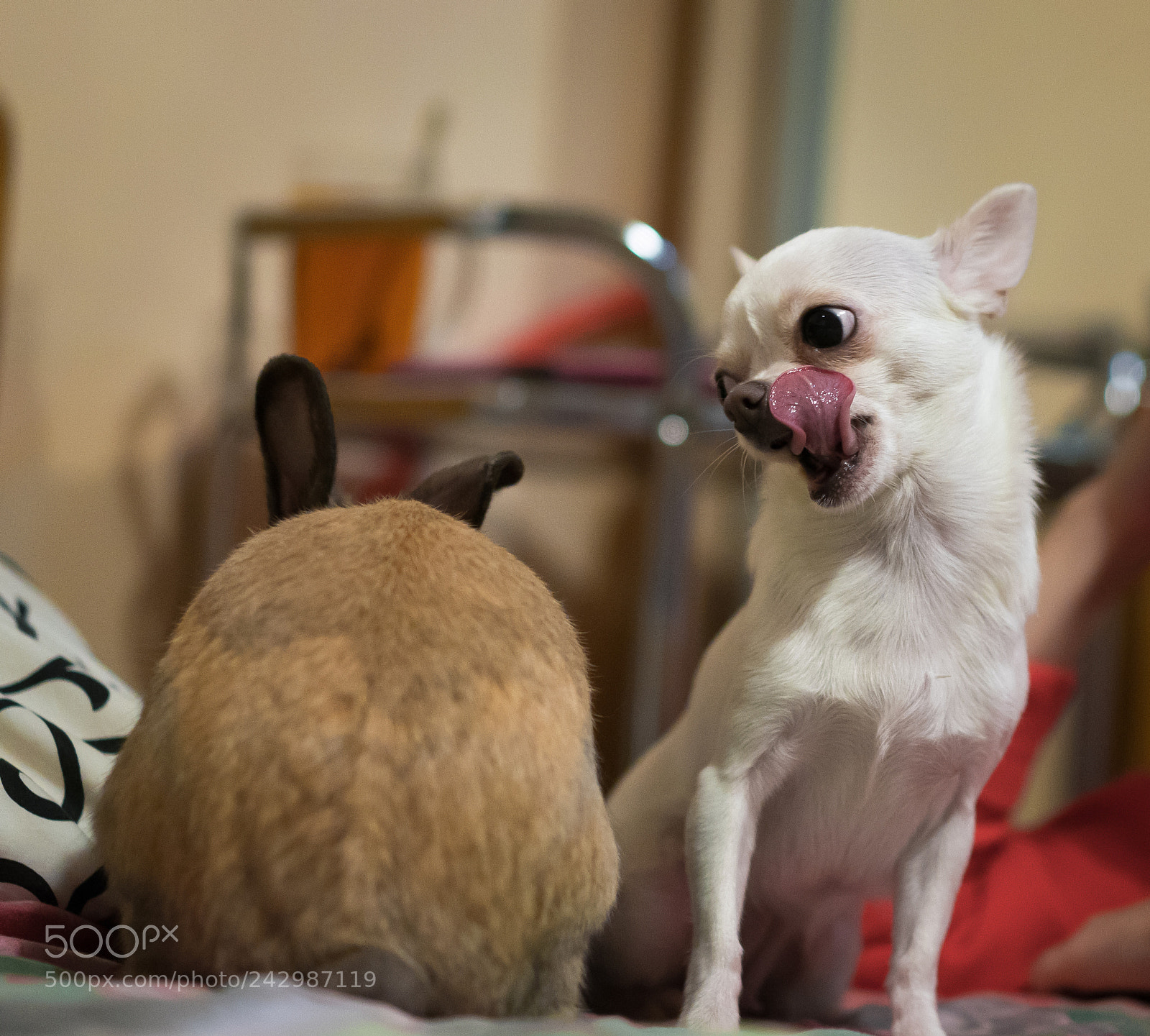 Sony a7R II sample photo. Untitled photography