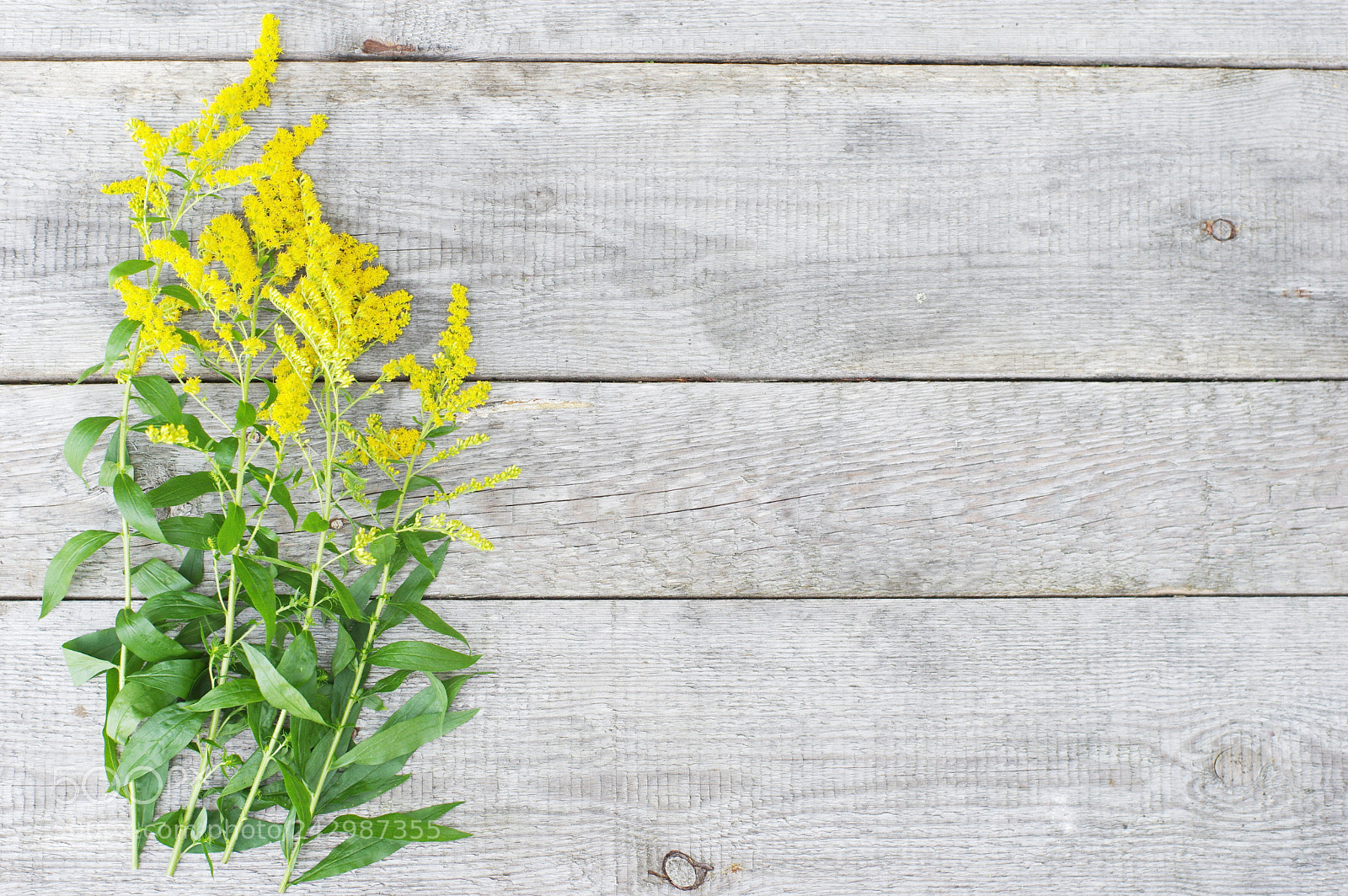 Pentax K-3 sample photo. Yellowflowerbackground photography