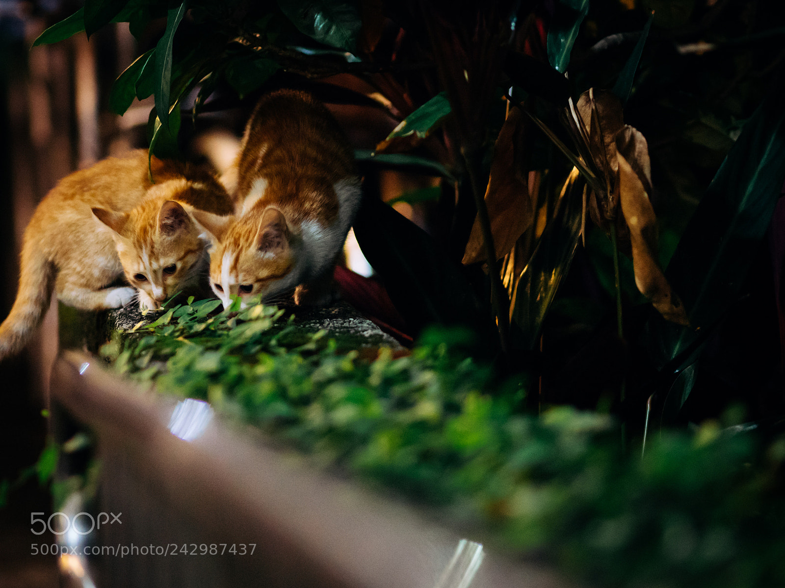 Olympus OM-D E-M5 II sample photo. Kitten photography