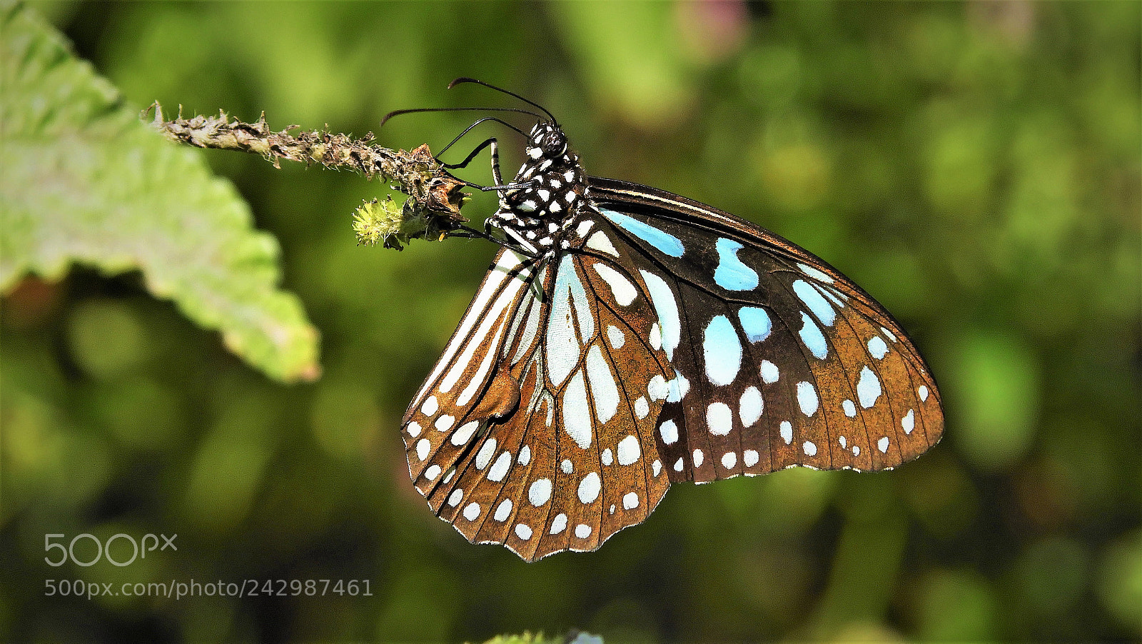 Nikon Coolpix B700 sample photo. Blue tiger photography