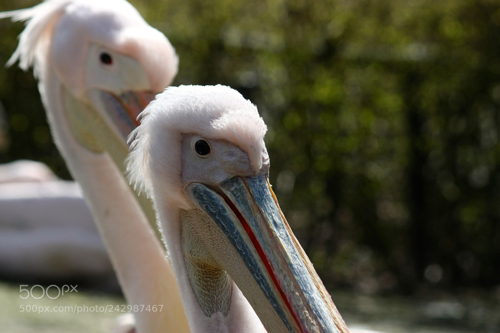Canon EOS 450D (EOS Rebel XSi / EOS Kiss X2) sample photo. Pelicans in the evening photography