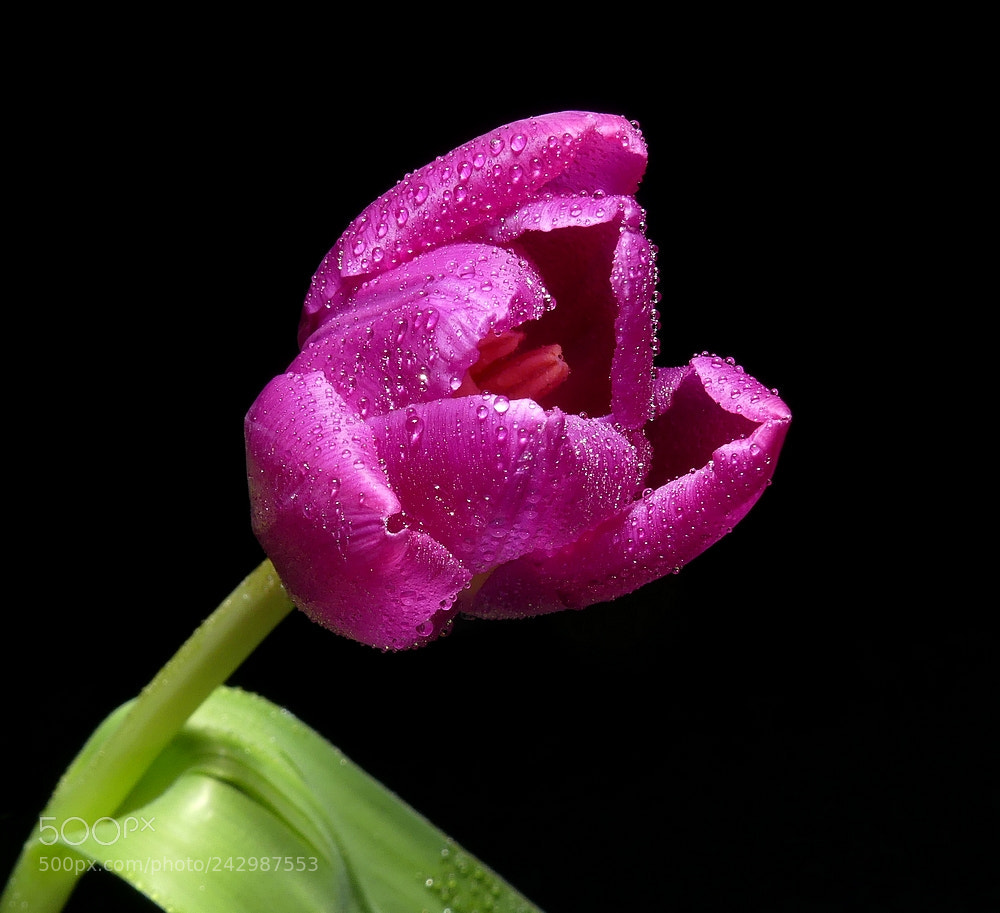 Panasonic Lumix DMC-FZ300 sample photo. Tulip photography