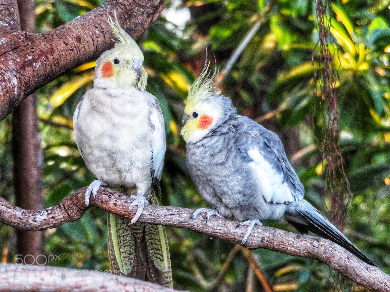 Canon PowerShot SX720 HS sample photo. Cockatiels photography