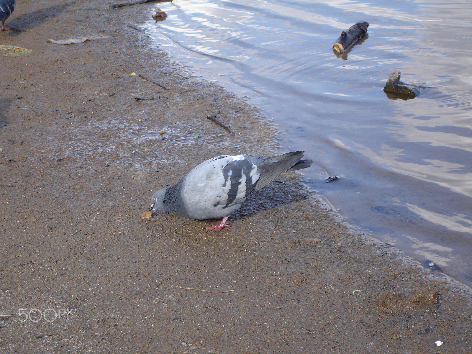 Sony DSC-W7 sample photo. Single pigeon sitting. photography