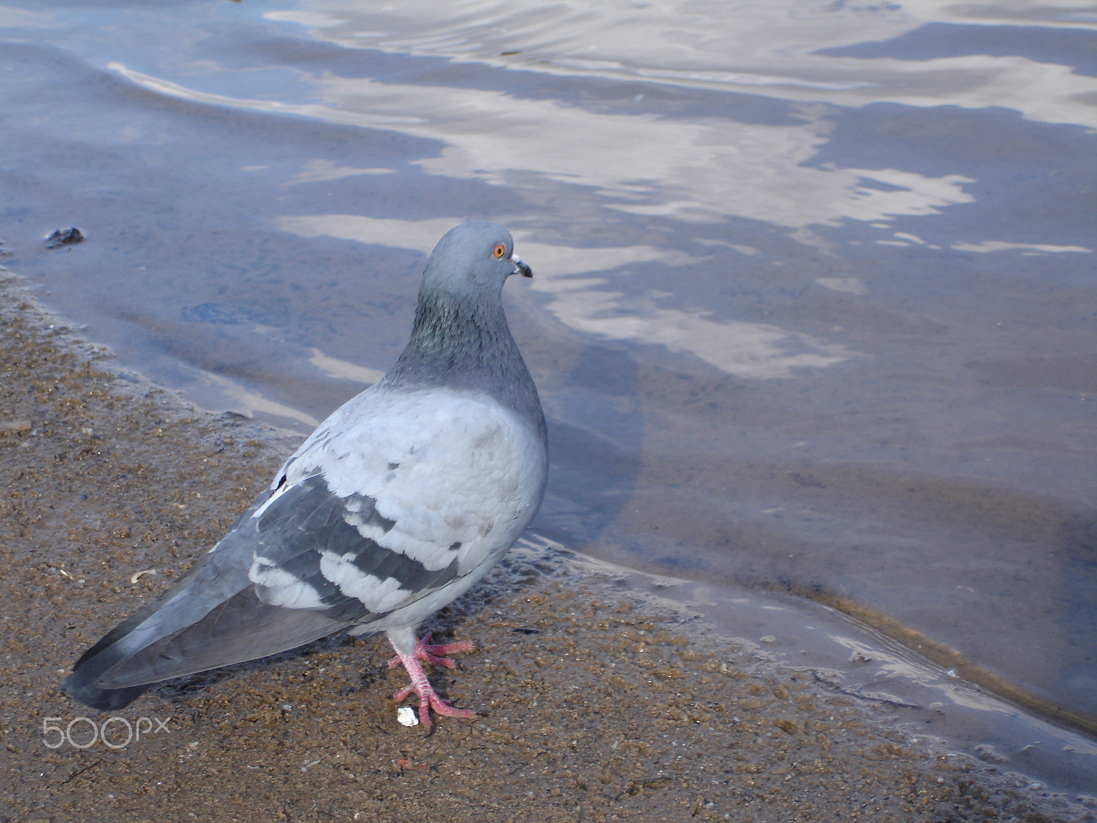 Sony DSC-W7 sample photo. Single pigeon sitting. photography
