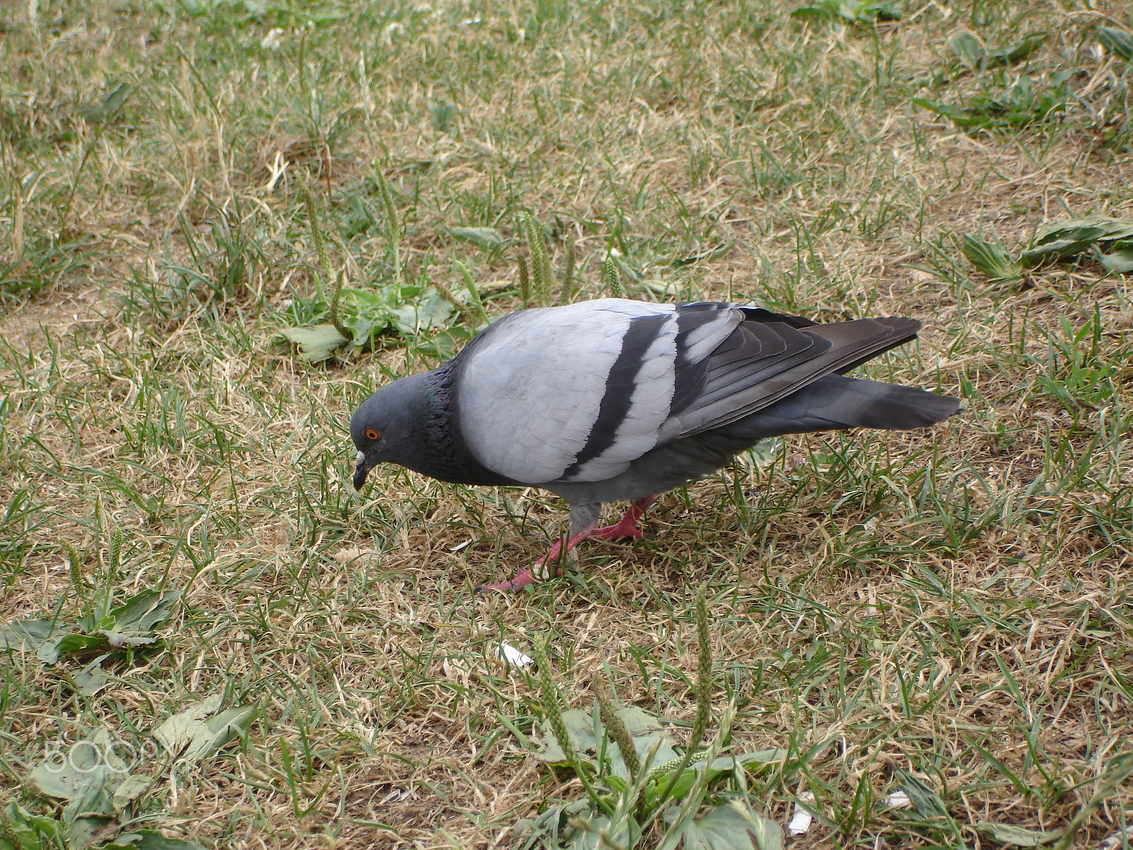 Sony DSC-W7 sample photo. Single pigeon sitting. photography