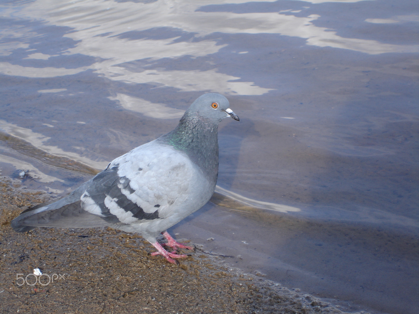 Sony DSC-W7 sample photo. Single pigeon sitting. photography