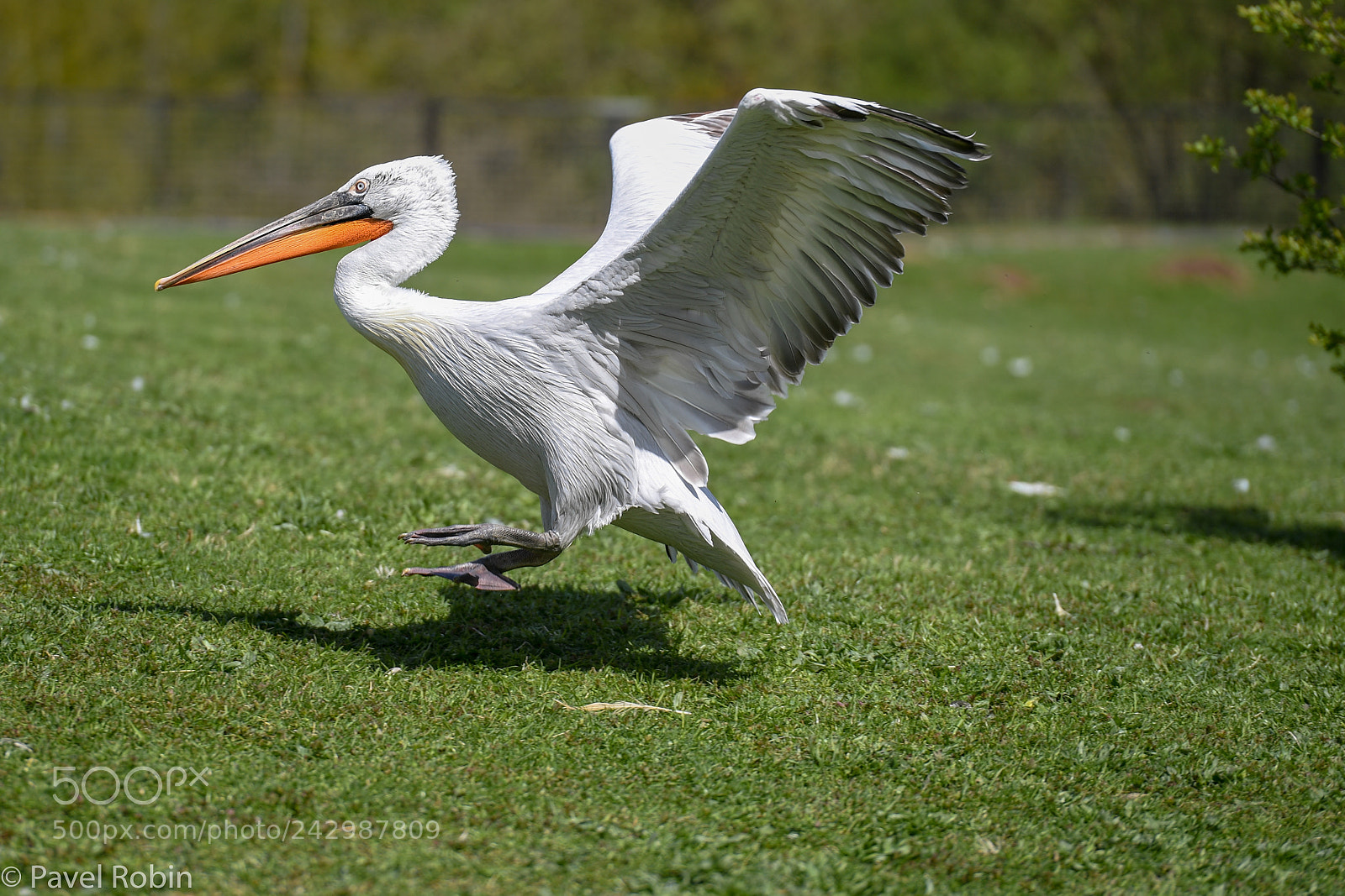 Nikon D5 sample photo. Landing photography