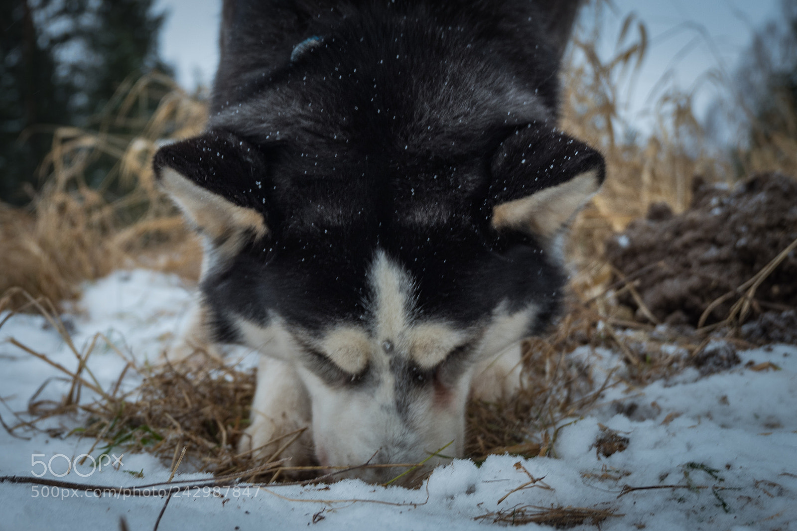 Fujifilm X-A3 sample photo. Catch mice photography