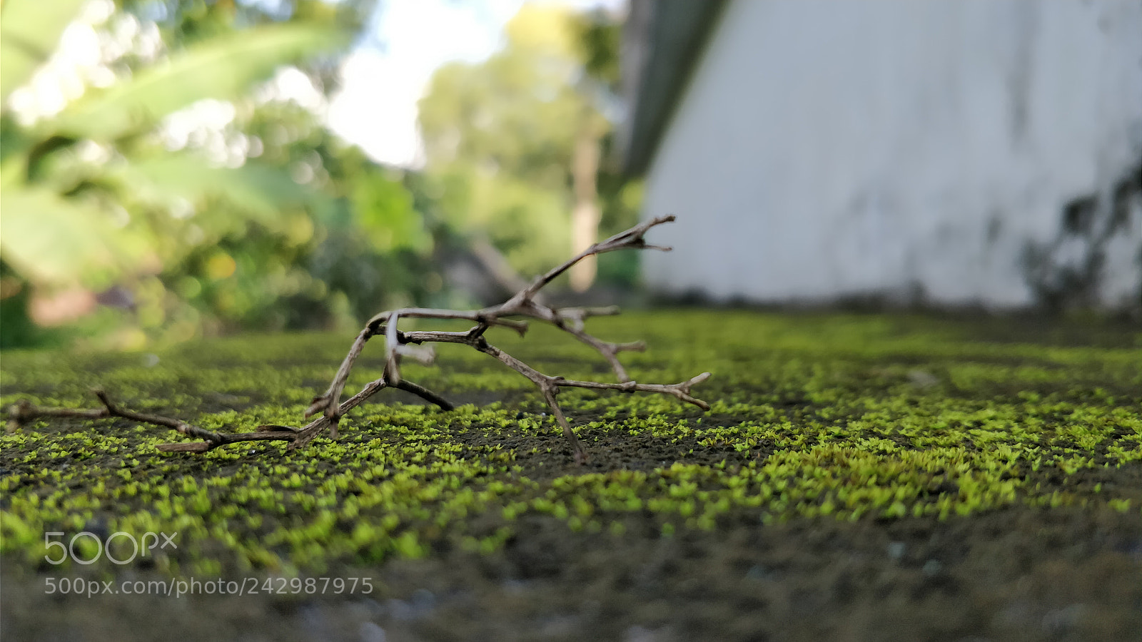 OnePlus 5 sample photo. Twig photography
