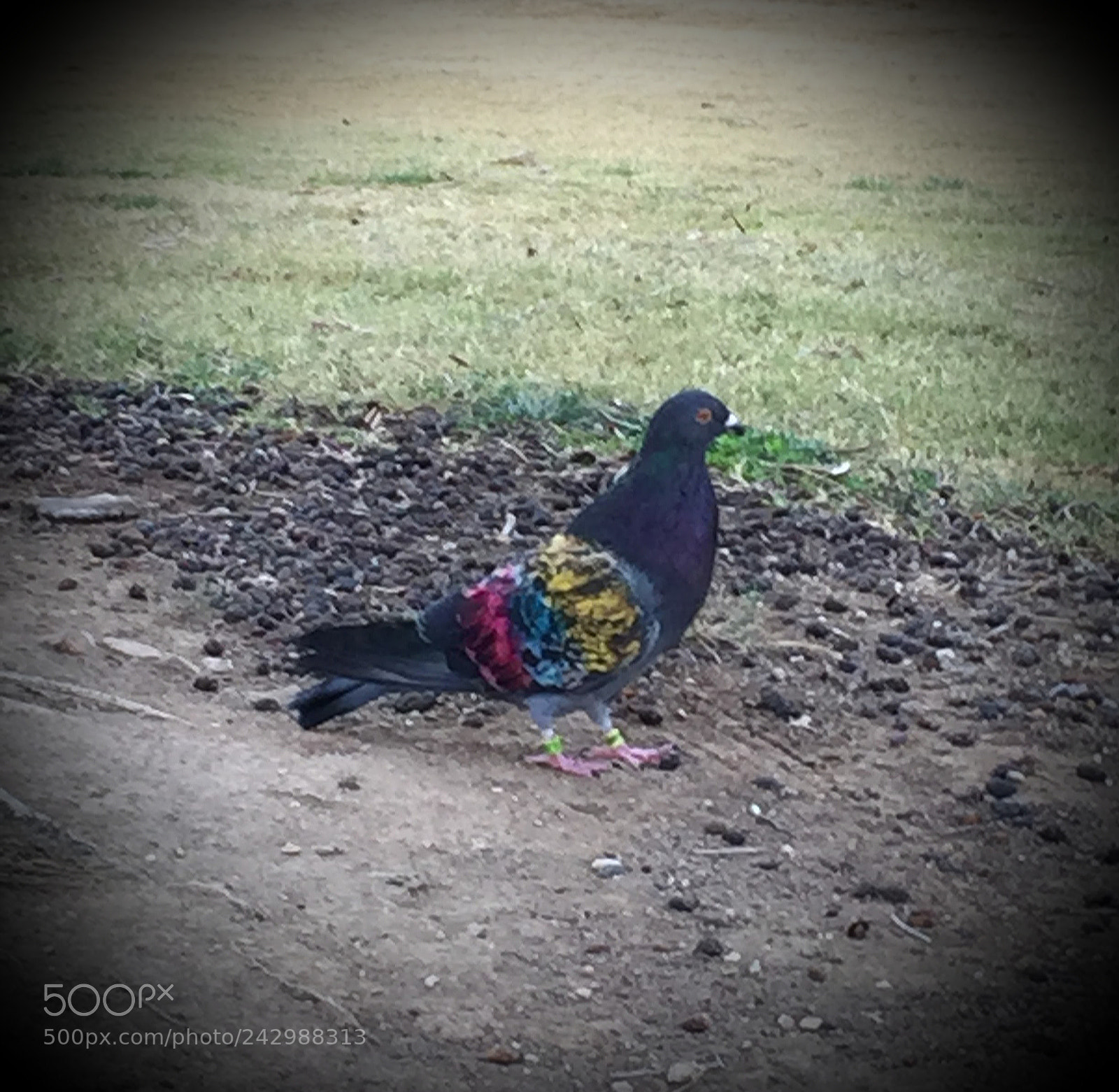 Apple iPhone 6 sample photo. Competition bird photography