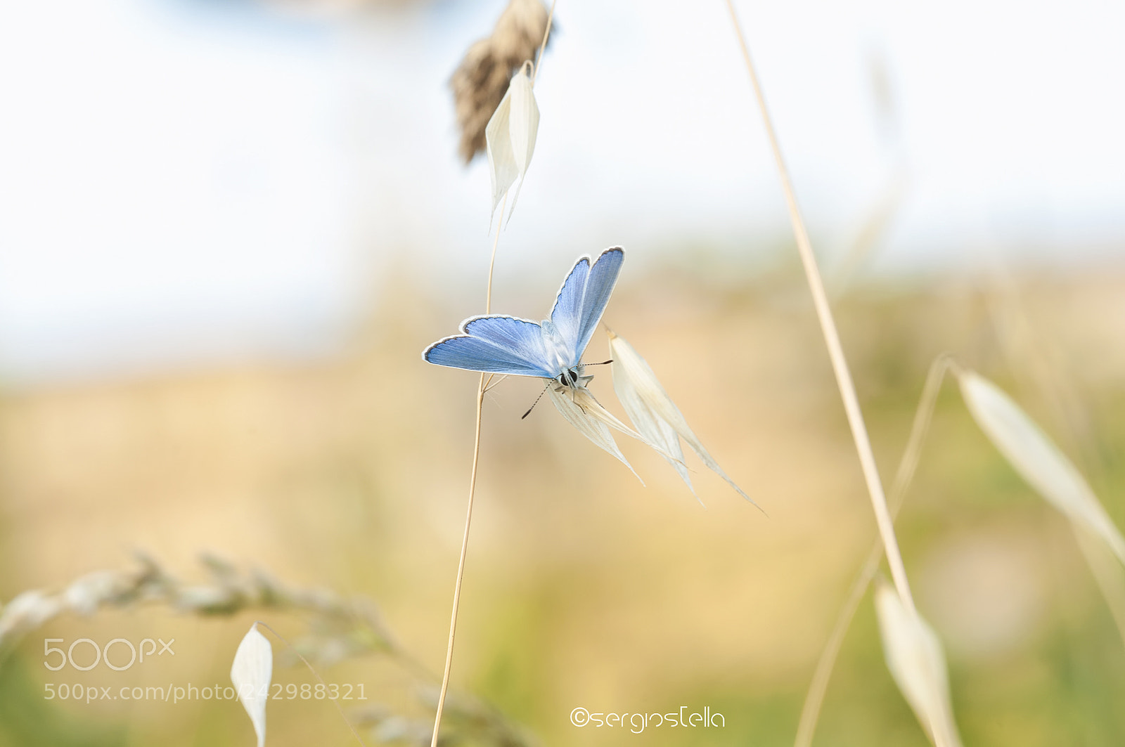 Nikon D90 sample photo. Blue too_______ photography