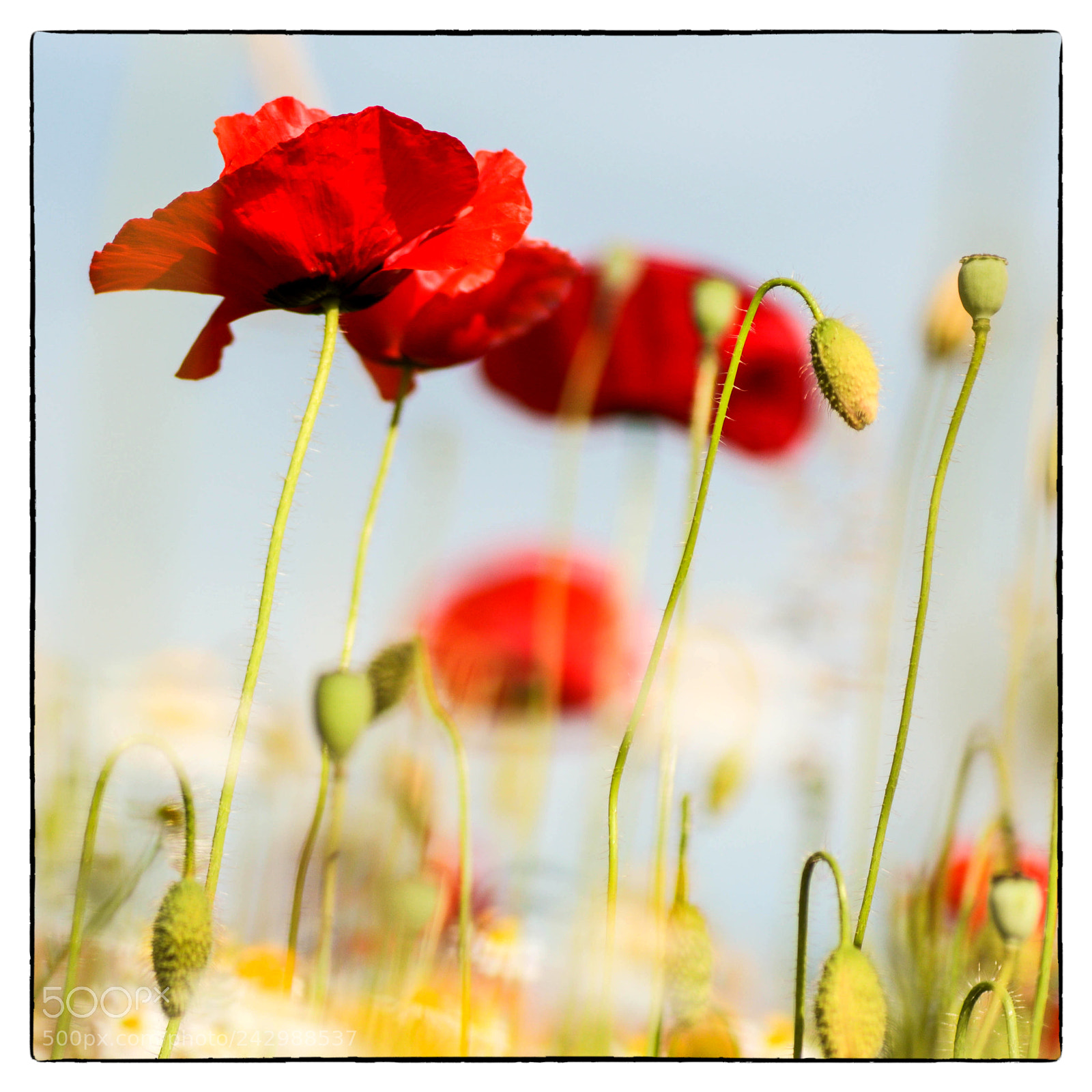 Canon EOS 77D (EOS 9000D / EOS 770D) sample photo. Ab photography
