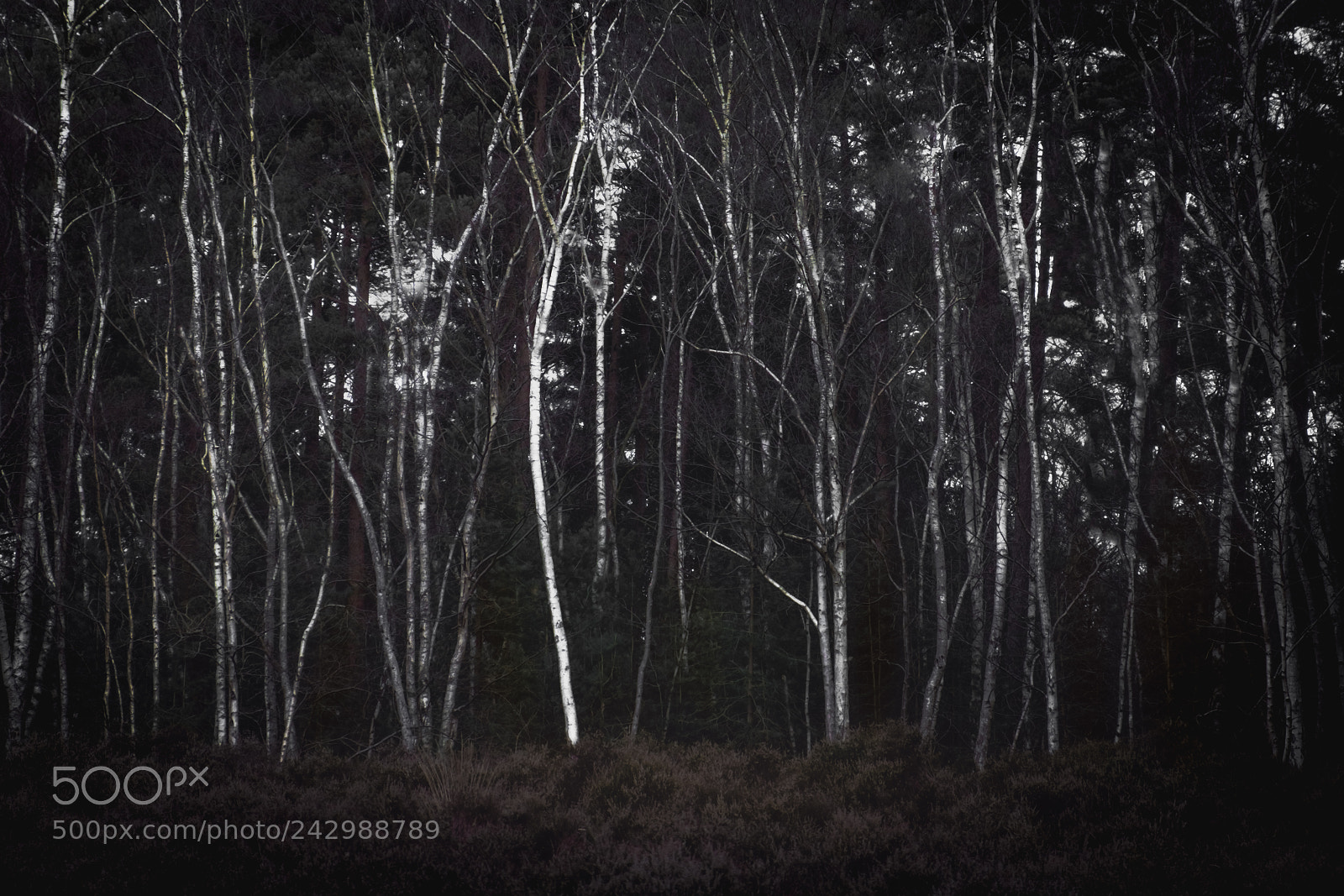 Fujifilm X-T10 sample photo. Silver sticks photography