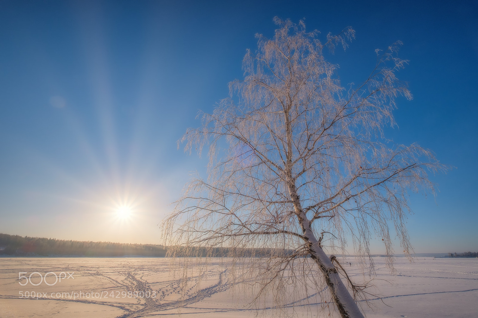 Fujifilm X-T20 sample photo. Frost and sun photography