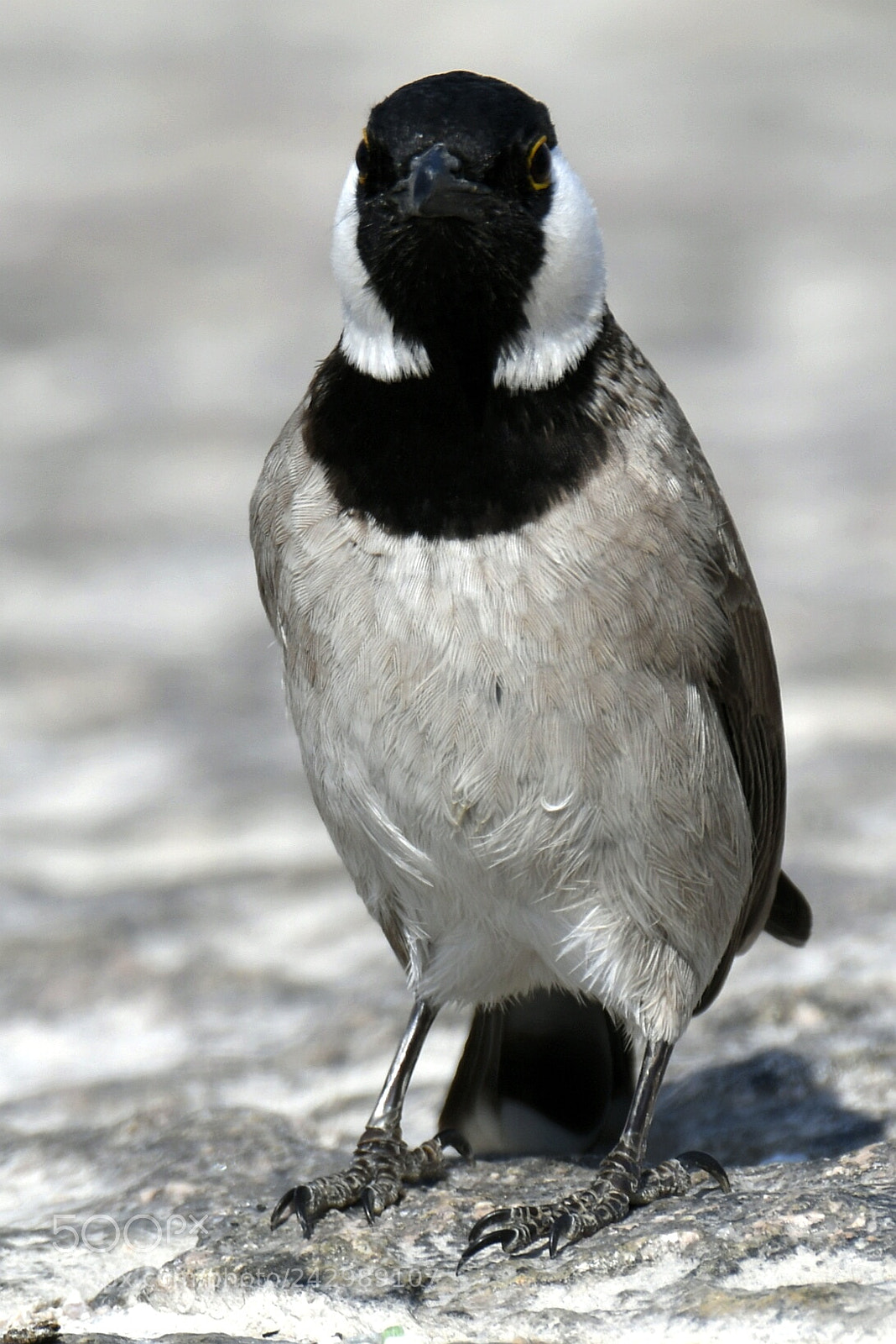 Nikon AF-S Nikkor 200-500mm F5.6E ED VR sample photo. White-eared bulbul photography
