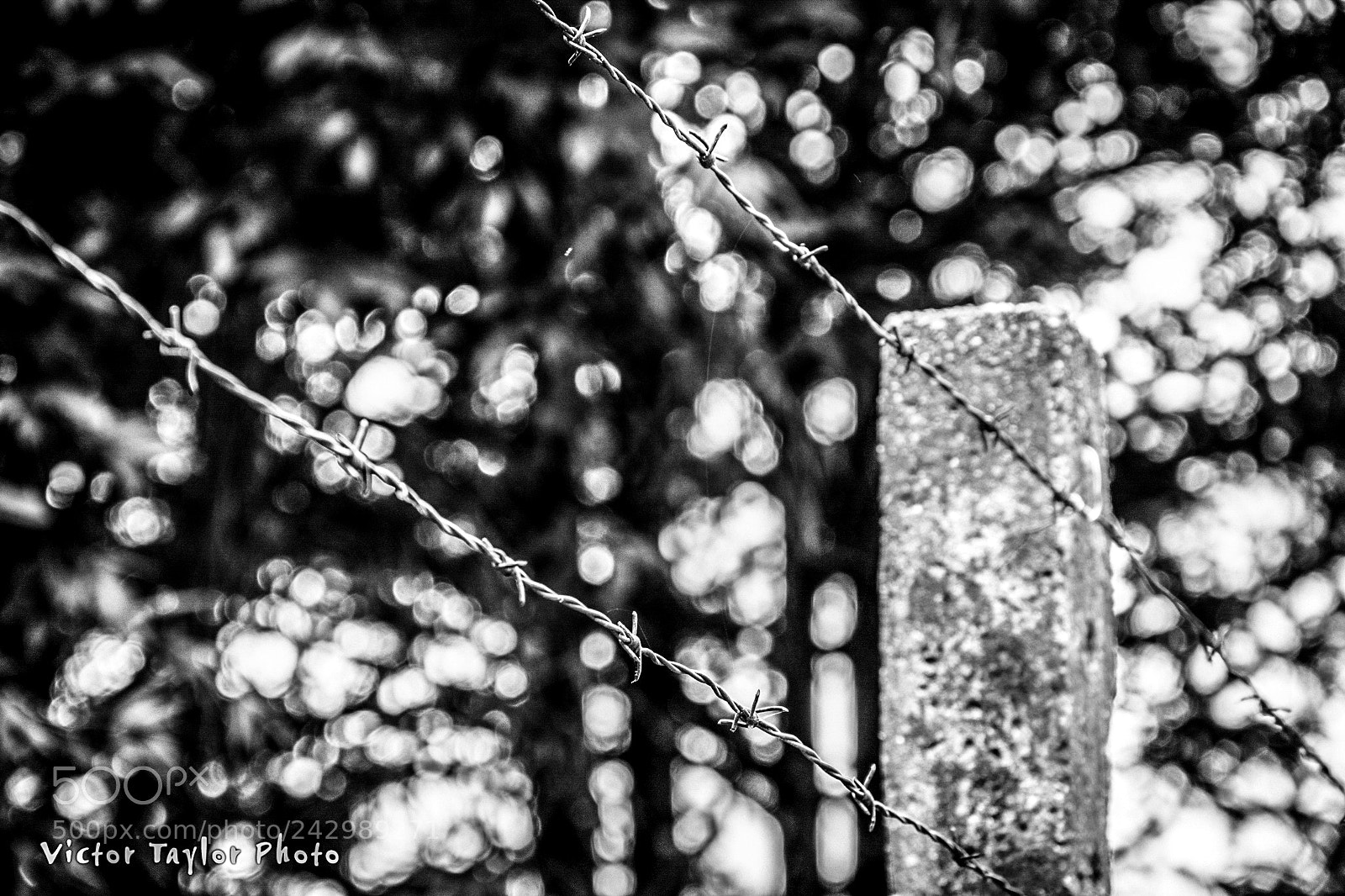 Nikon D7100 sample photo. Fence photography