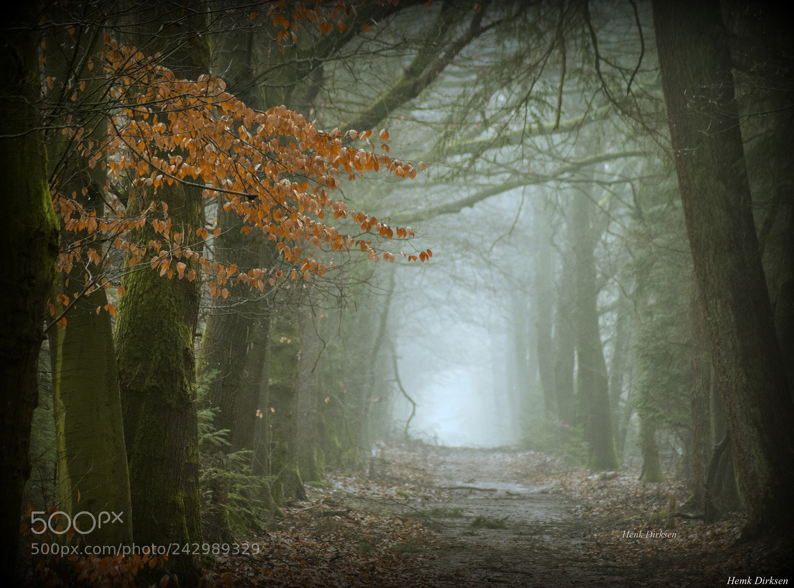 Nikon D200 sample photo. Last bit of autumn photography