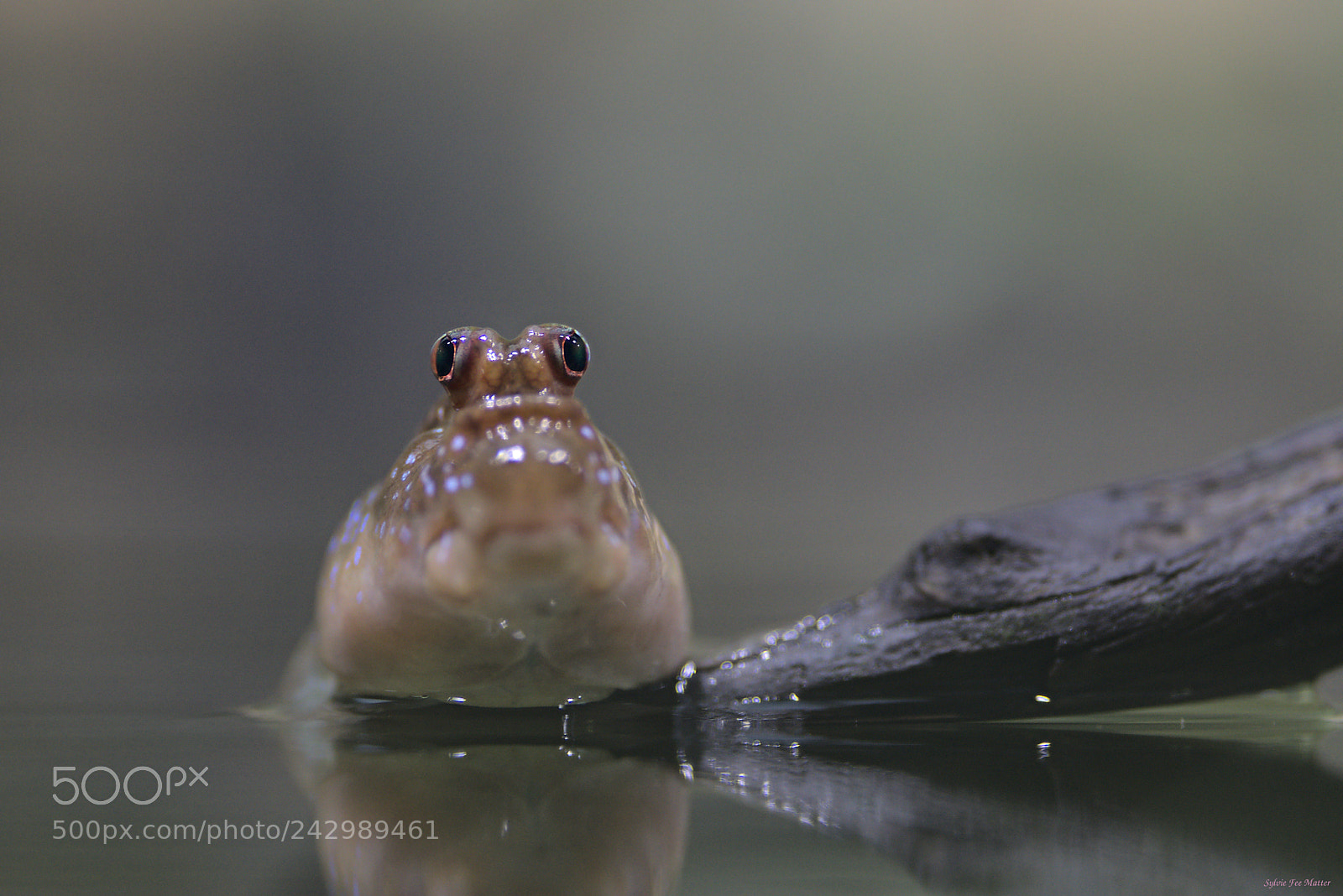 Nikon D7200 sample photo. Pop eyes photography