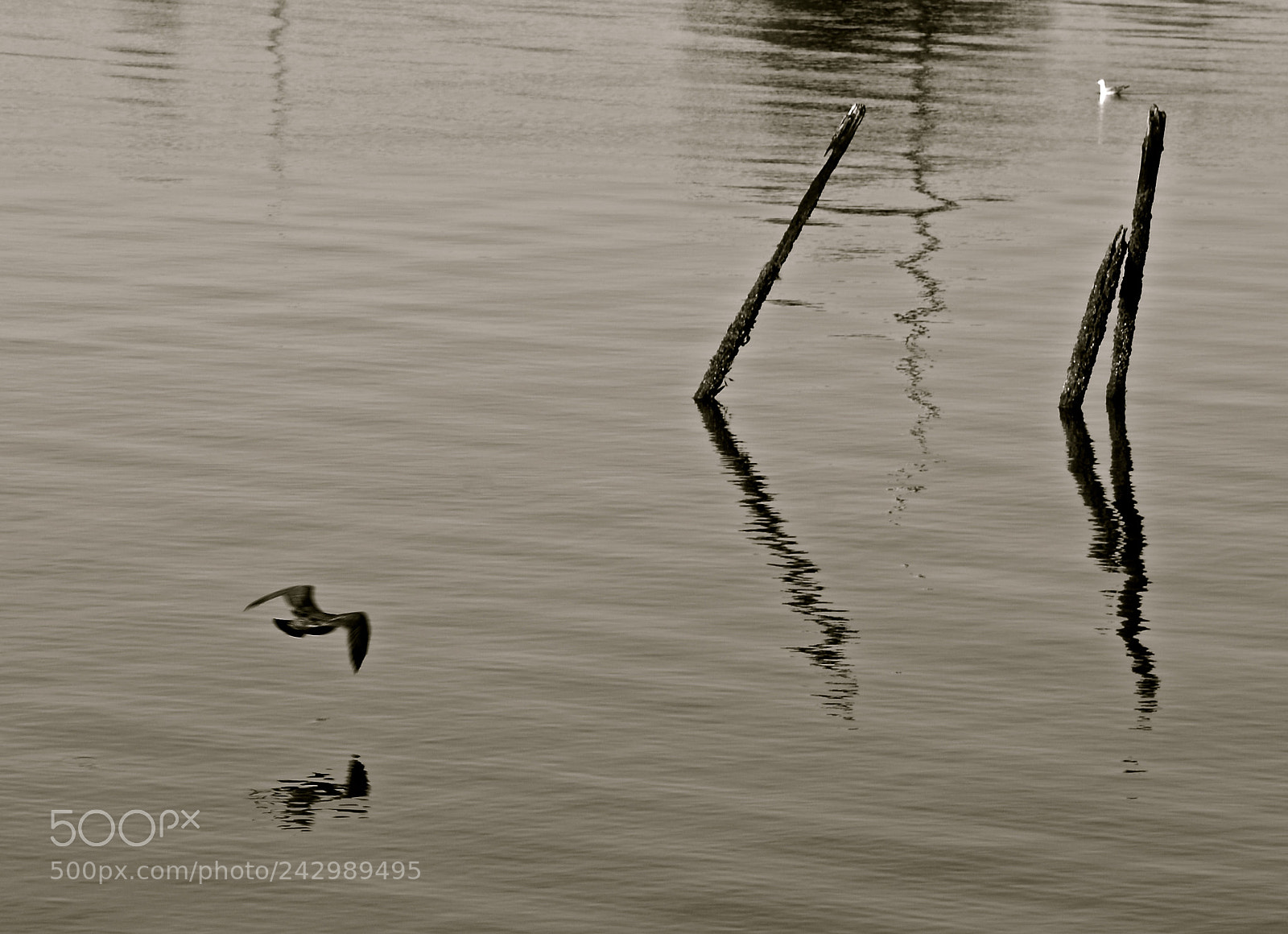 Nikon D600 sample photo. Shadows on the  water photography