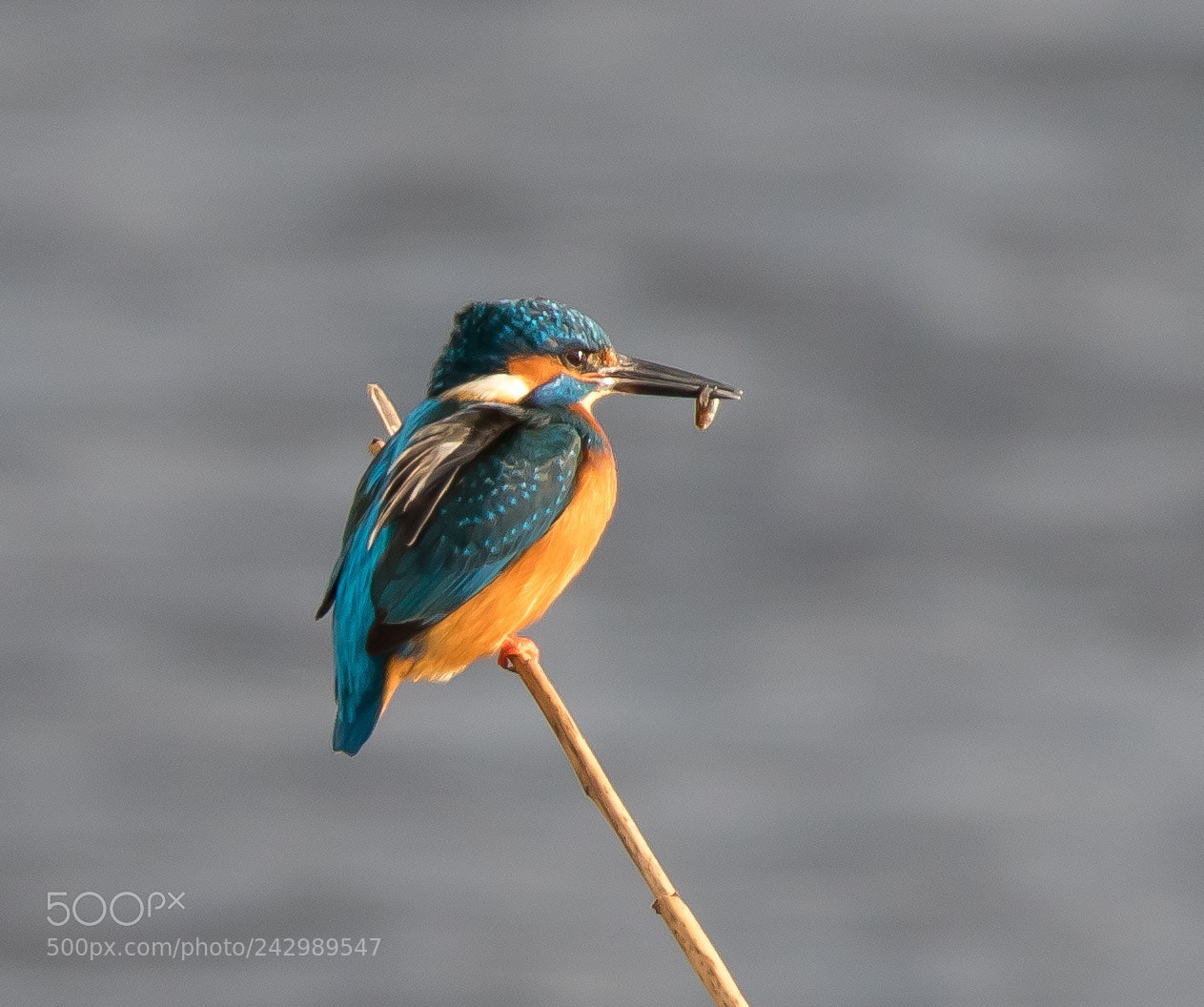 Canon EOS 7D Mark II sample photo. Kingfisher photography