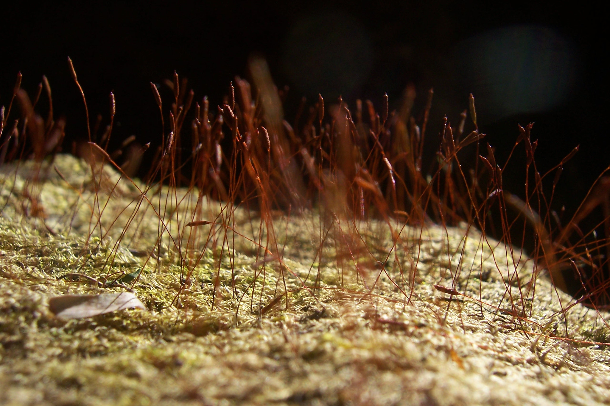 Kodak LS753 ZOOM DIGITAL CAMERA sample photo. Nature on rocks photography
