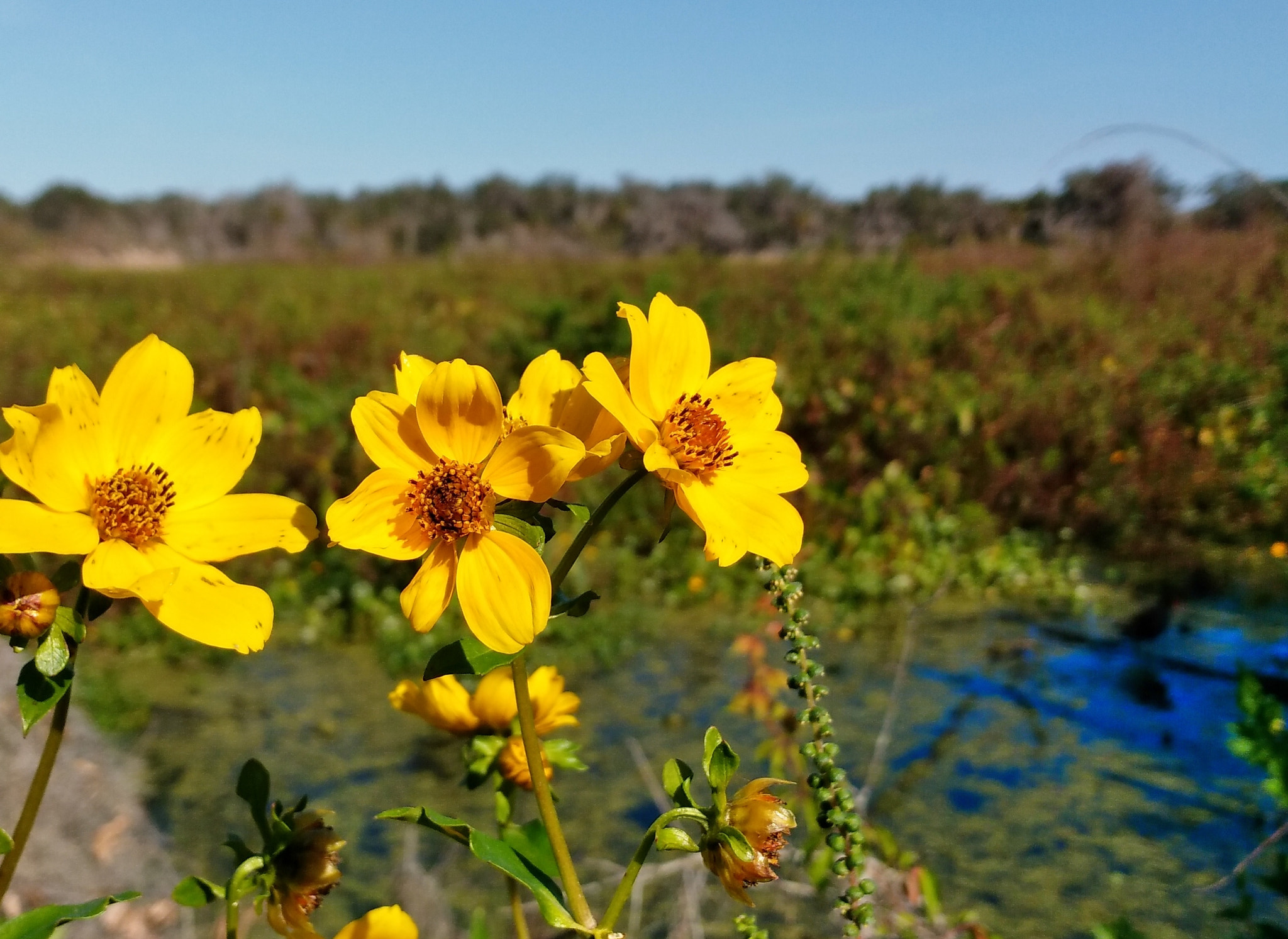 ZTE B2017G sample photo. Flower at circle b bar reservd photography