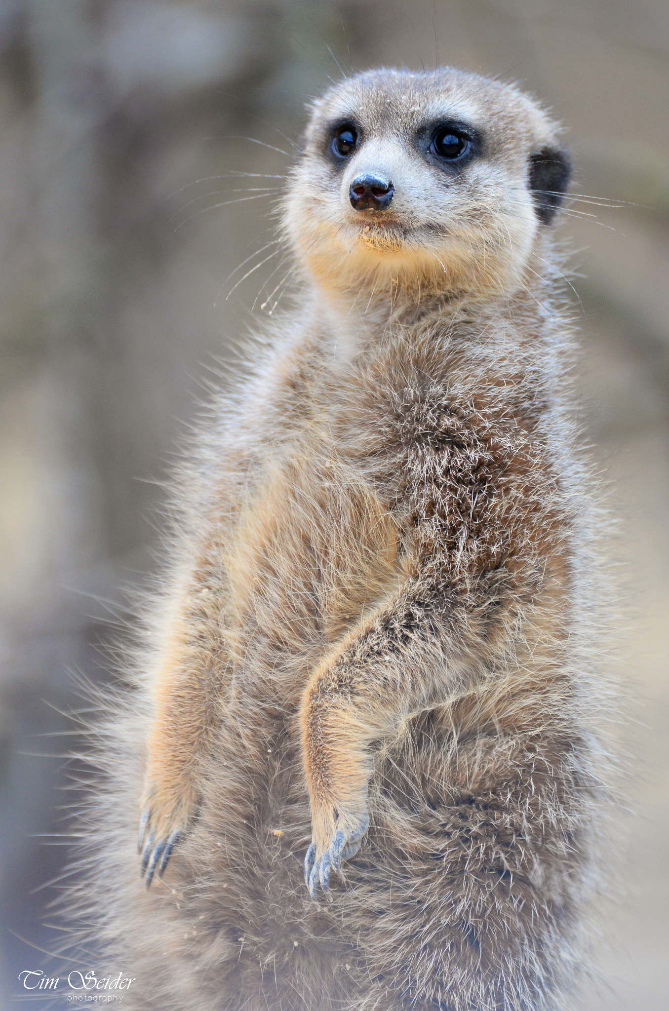 Nikon D610 sample photo. Meerkat photography