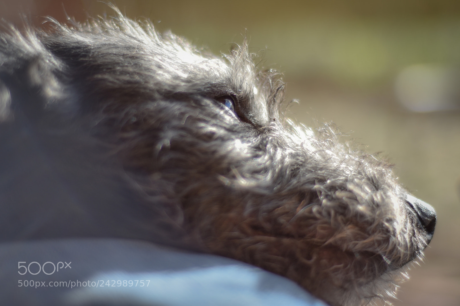 Nikon D5600 sample photo. Huck the lurcher photography