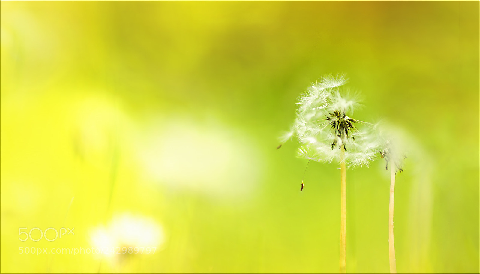 Sony a7R II sample photo. Lass deine seele fliegen ... photography