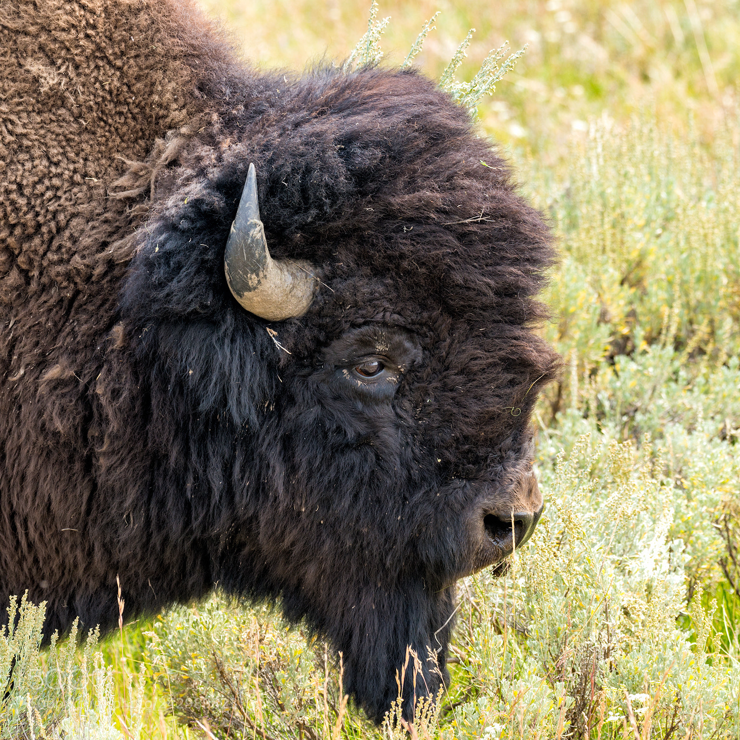 Nikon D600 sample photo. Yellowstone bison bull photography