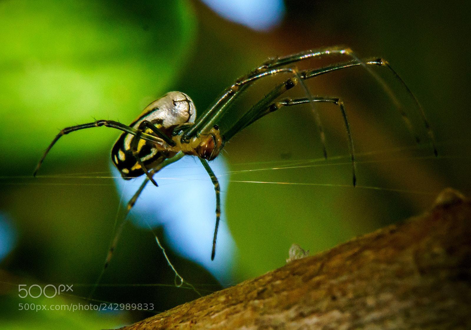 Sony a7R II sample photo. Mirror spider photography