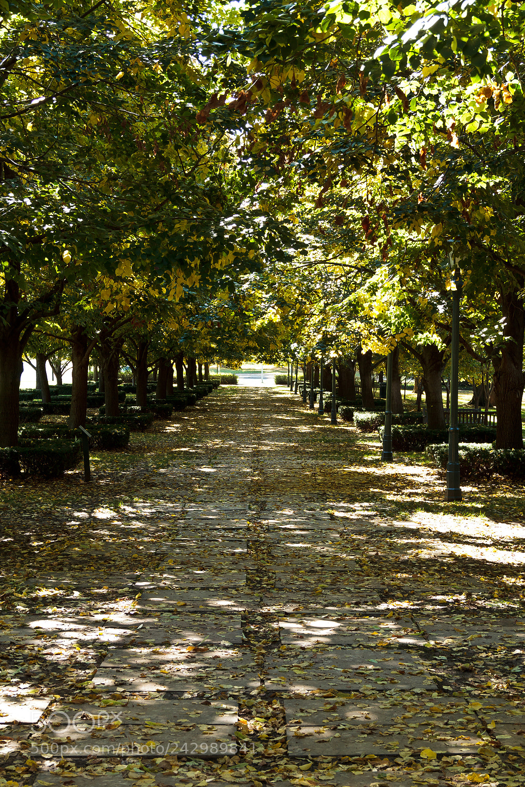 Canon EOS 60D sample photo. Fallen leaves photography