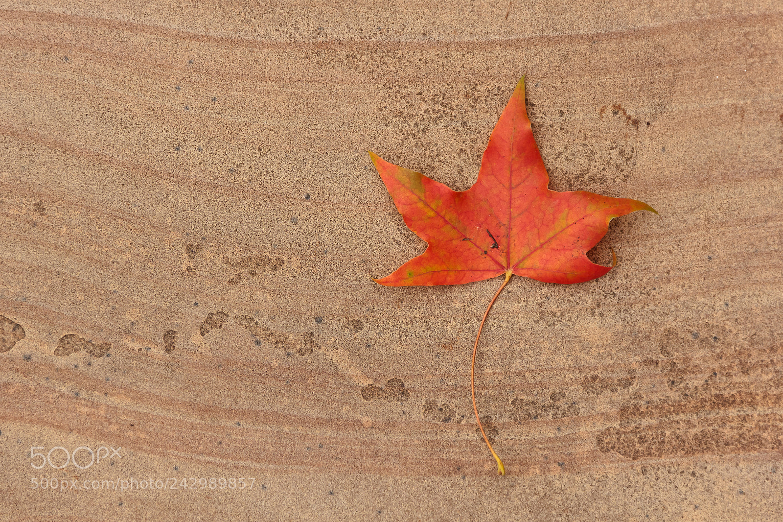 Canon EOS 60D sample photo. Leaf contrast photography