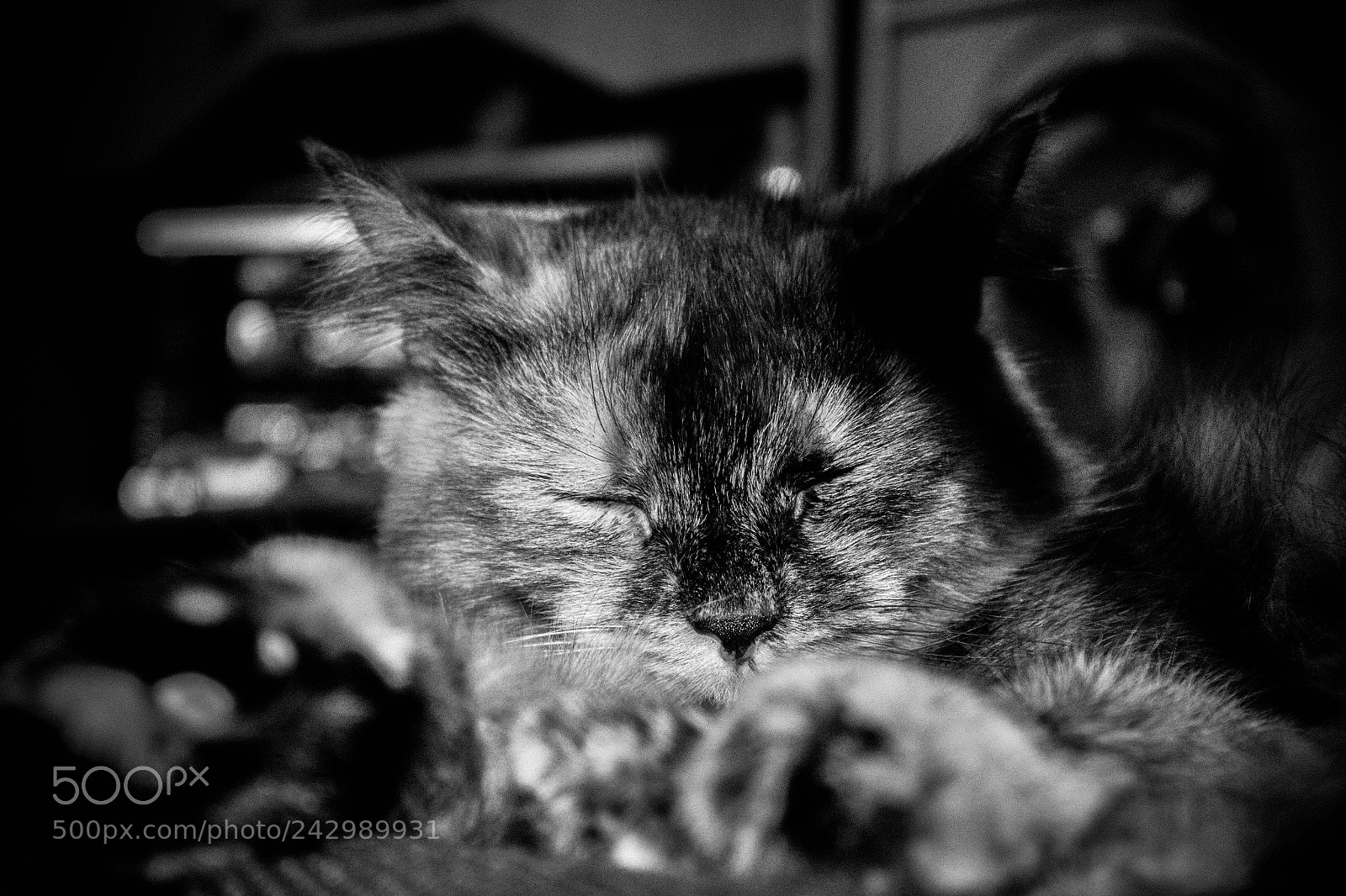 Canon EOS 650D (EOS Rebel T4i / EOS Kiss X6i) sample photo. Cats portrait photography