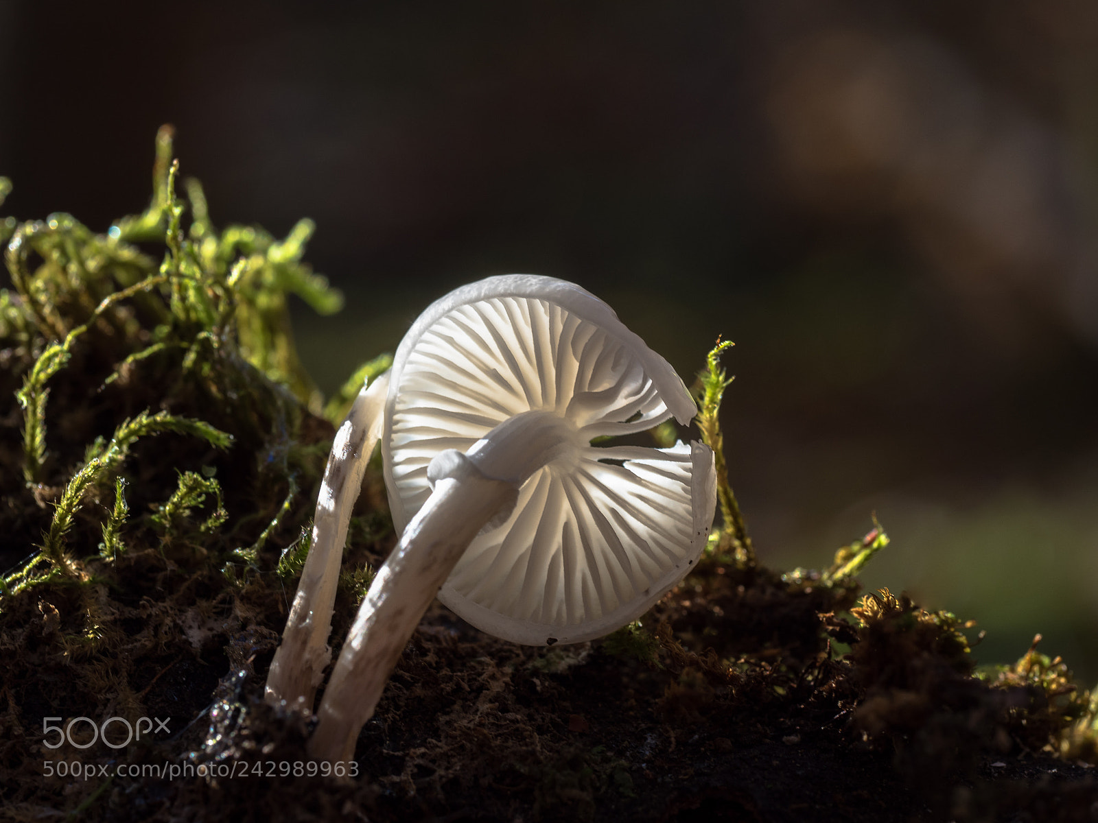 Olympus OM-D E-M5 II sample photo. White umbrella photography