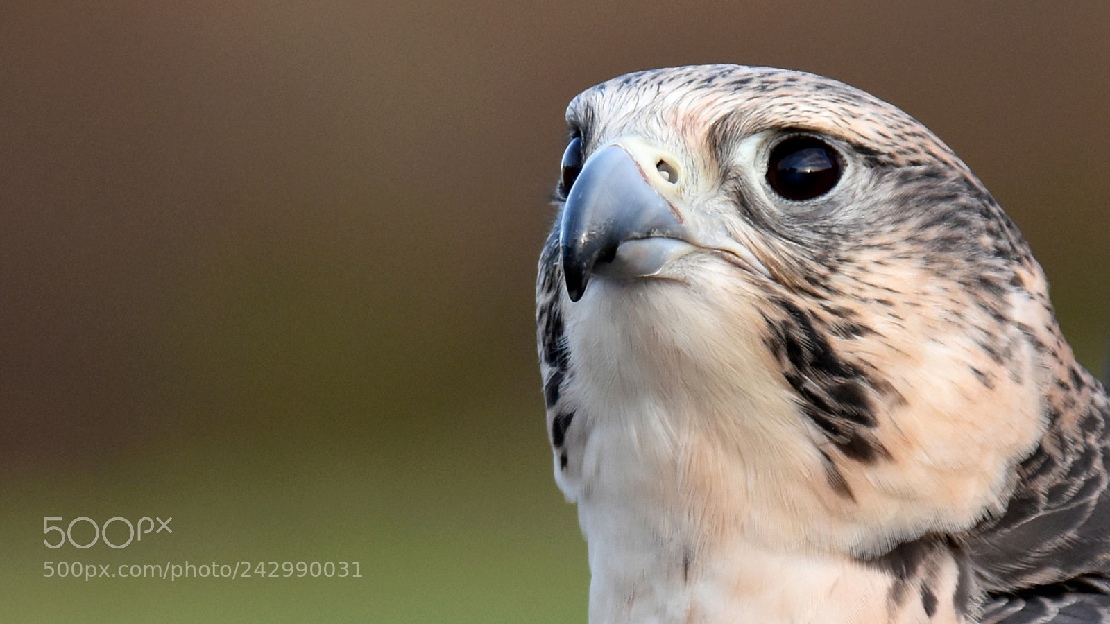 Nikon D7200 sample photo. Milly the saker falcon photography