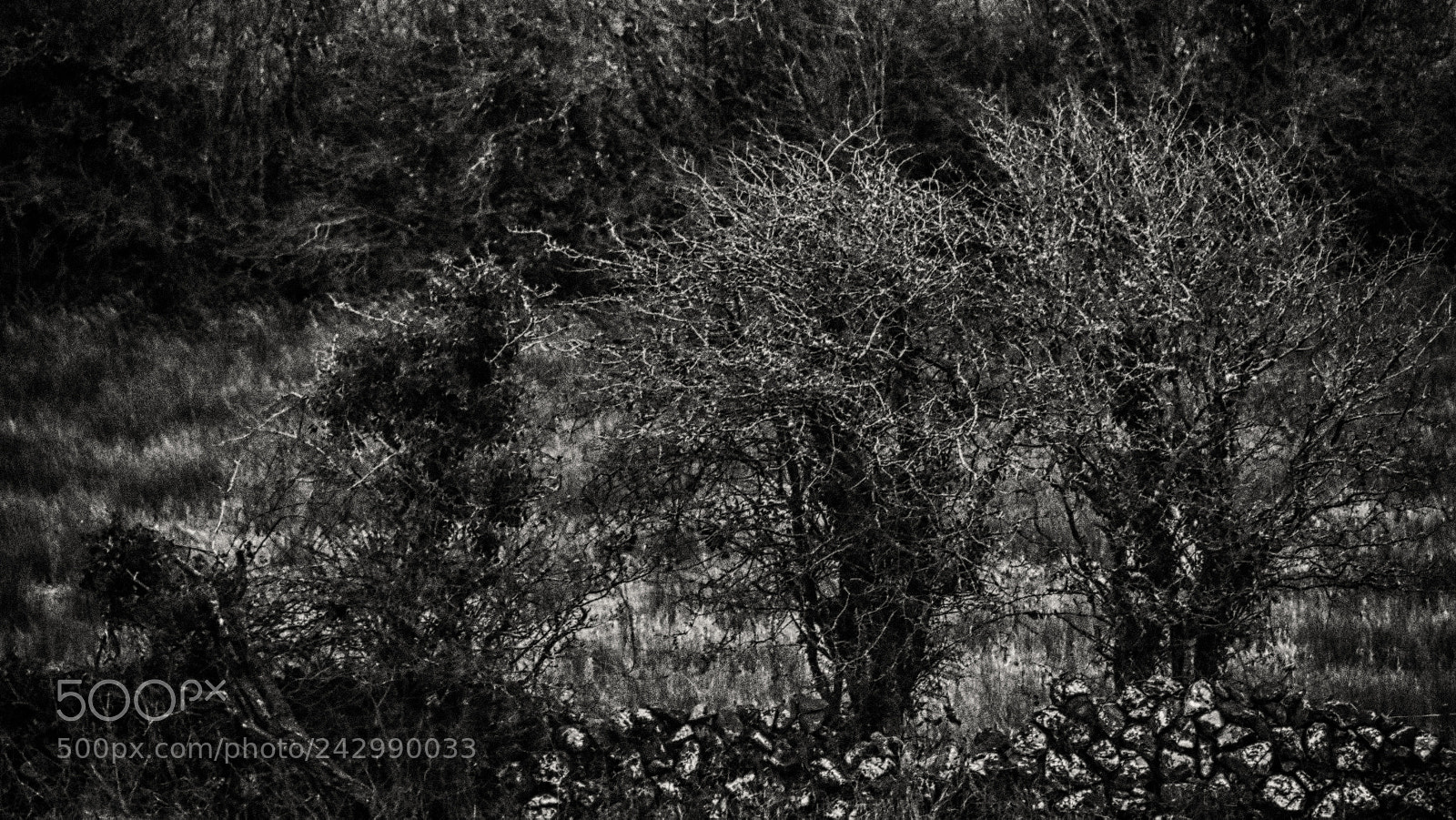 Nikon D7200 sample photo. Trees of the burren photography