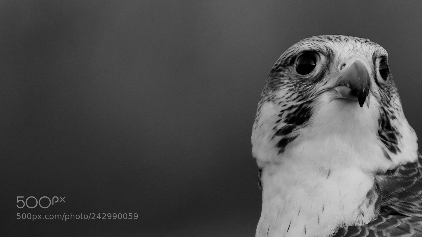 Nikon D7200 sample photo. Milly the saker falcon photography