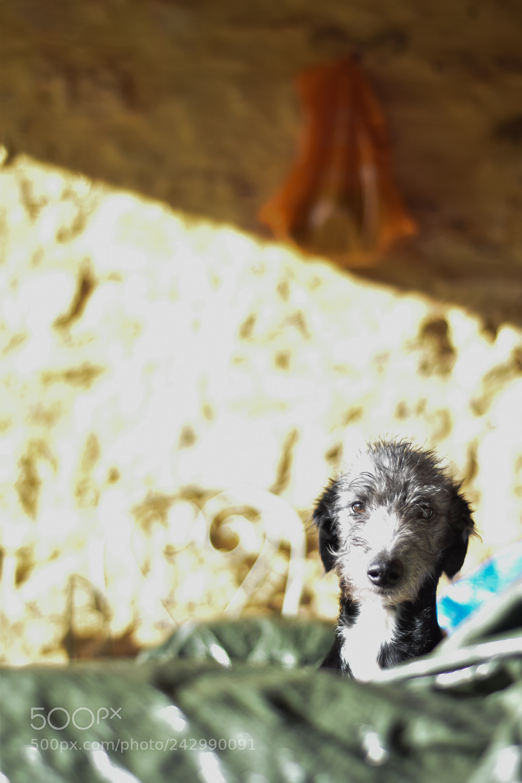 Nikon D5600 sample photo. Is it or a photography