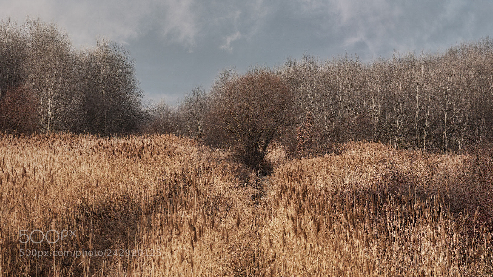 Canon EOS 5D sample photo. - photography