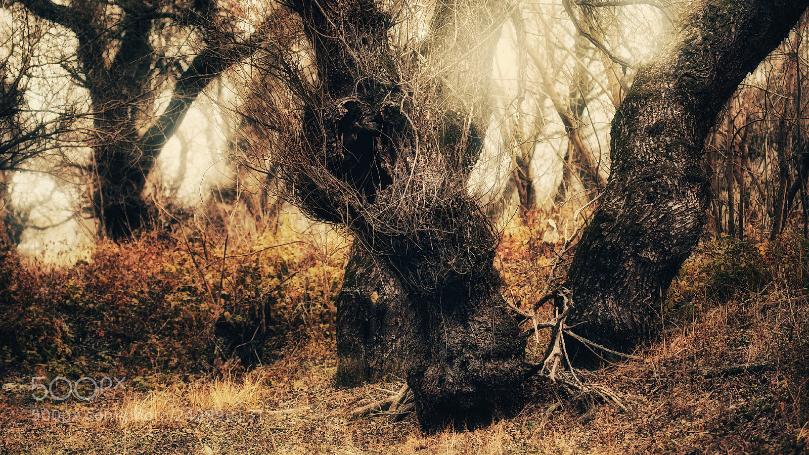 Canon EOS 5D sample photo. - photography